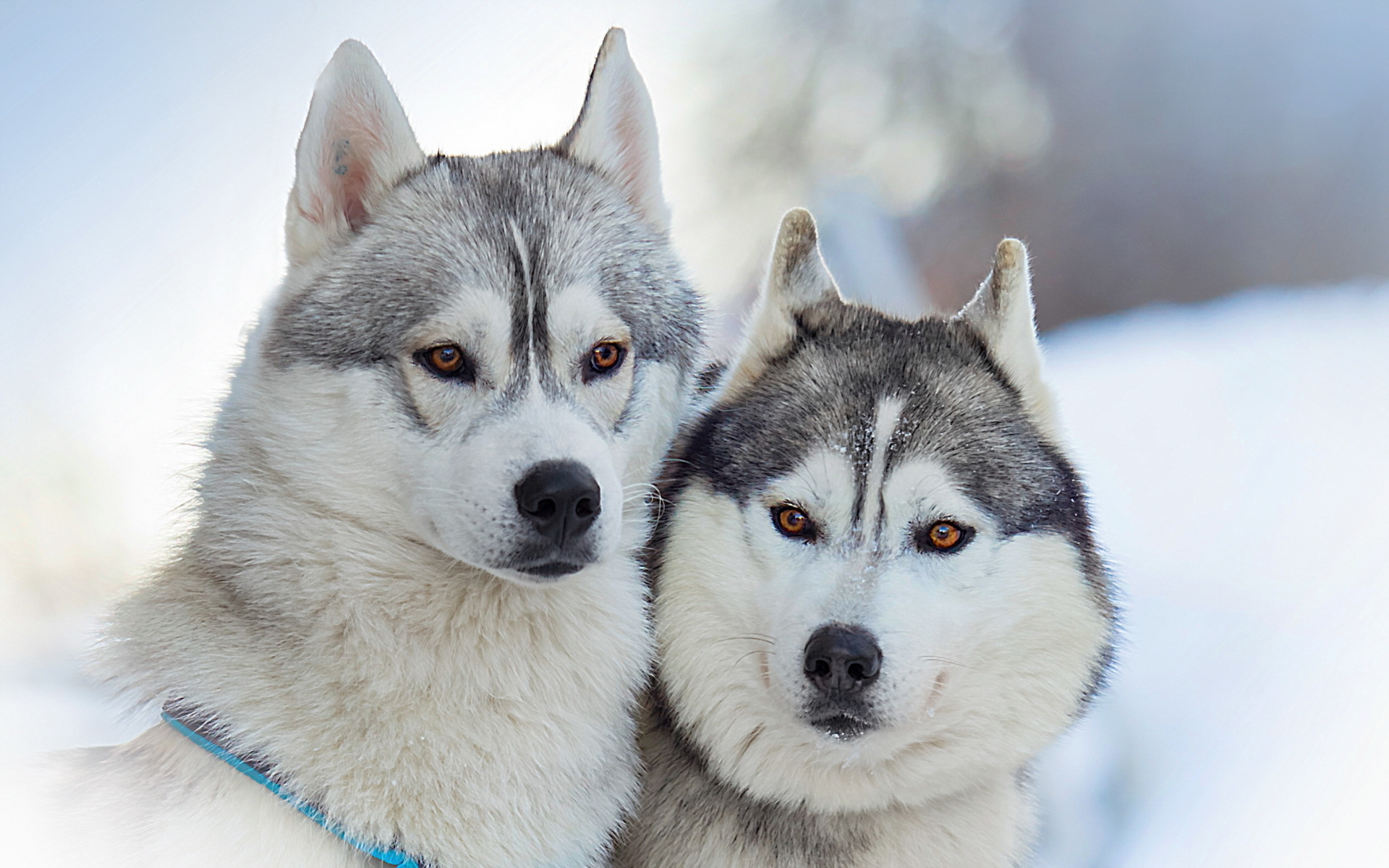 Скачать обои бесплатно Животные, Собака, Аляскинский Маламут картинка на рабочий стол ПК