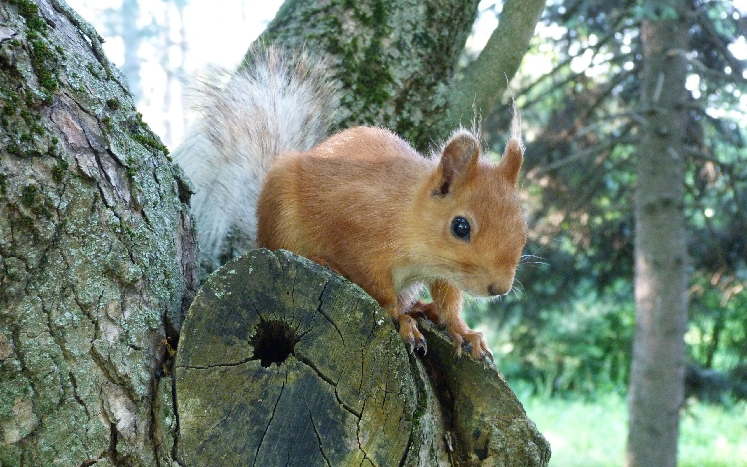 animals, squirrel, wood, forest, tree, climb phone wallpaper
