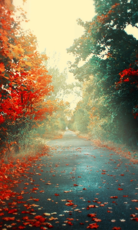 Download mobile wallpaper Road, Forest, Fall, Man Made for free.