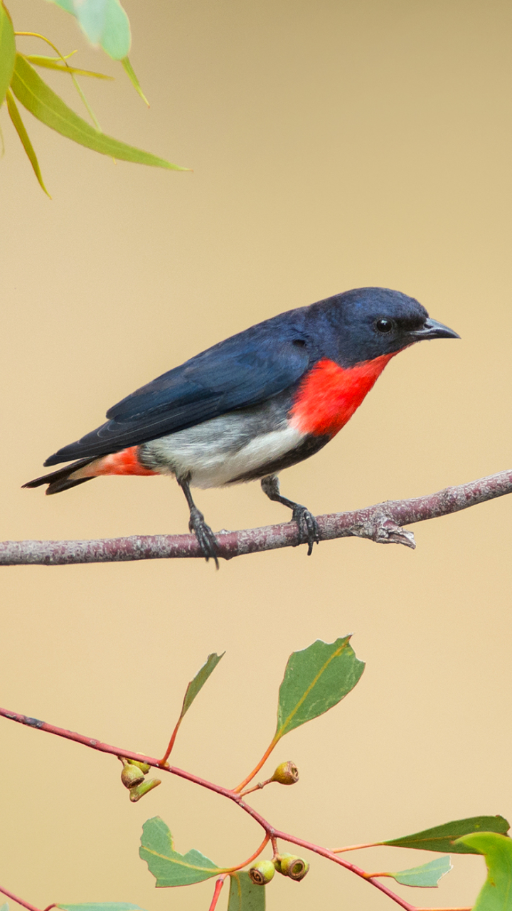 Download mobile wallpaper Birds, Bird, Branch, Animal, Mistletoe Bird for free.
