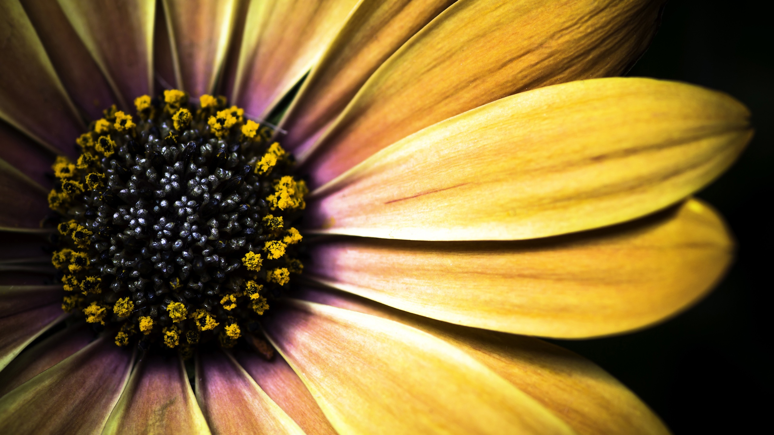 Laden Sie das Natur, Blumen, Blume, Makro, Gänseblümchen, Gelbe Blume, Erde/natur-Bild kostenlos auf Ihren PC-Desktop herunter