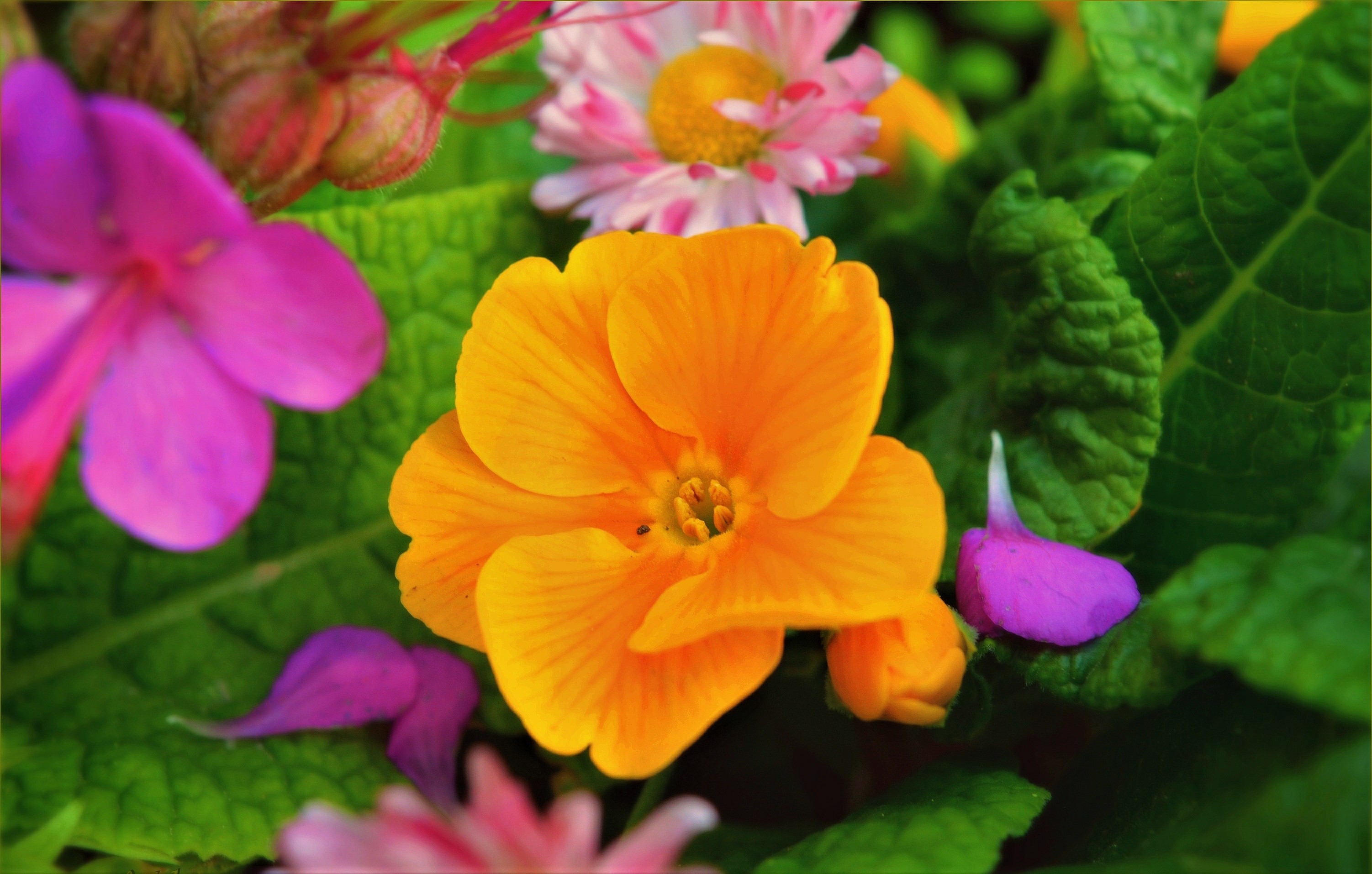 Téléchargez gratuitement l'image Fleurs, Fleur, Couleurs, Fleur Jaune, Terre/nature sur le bureau de votre PC