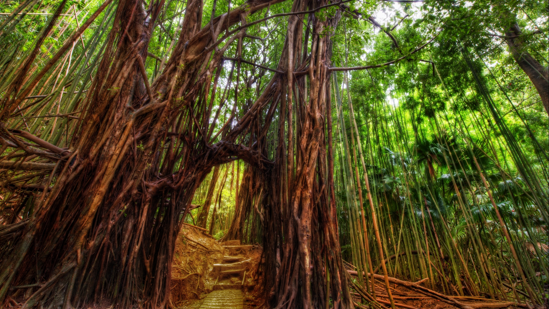 Download mobile wallpaper Light, Forest, Earth, Path, Bamboo for free.