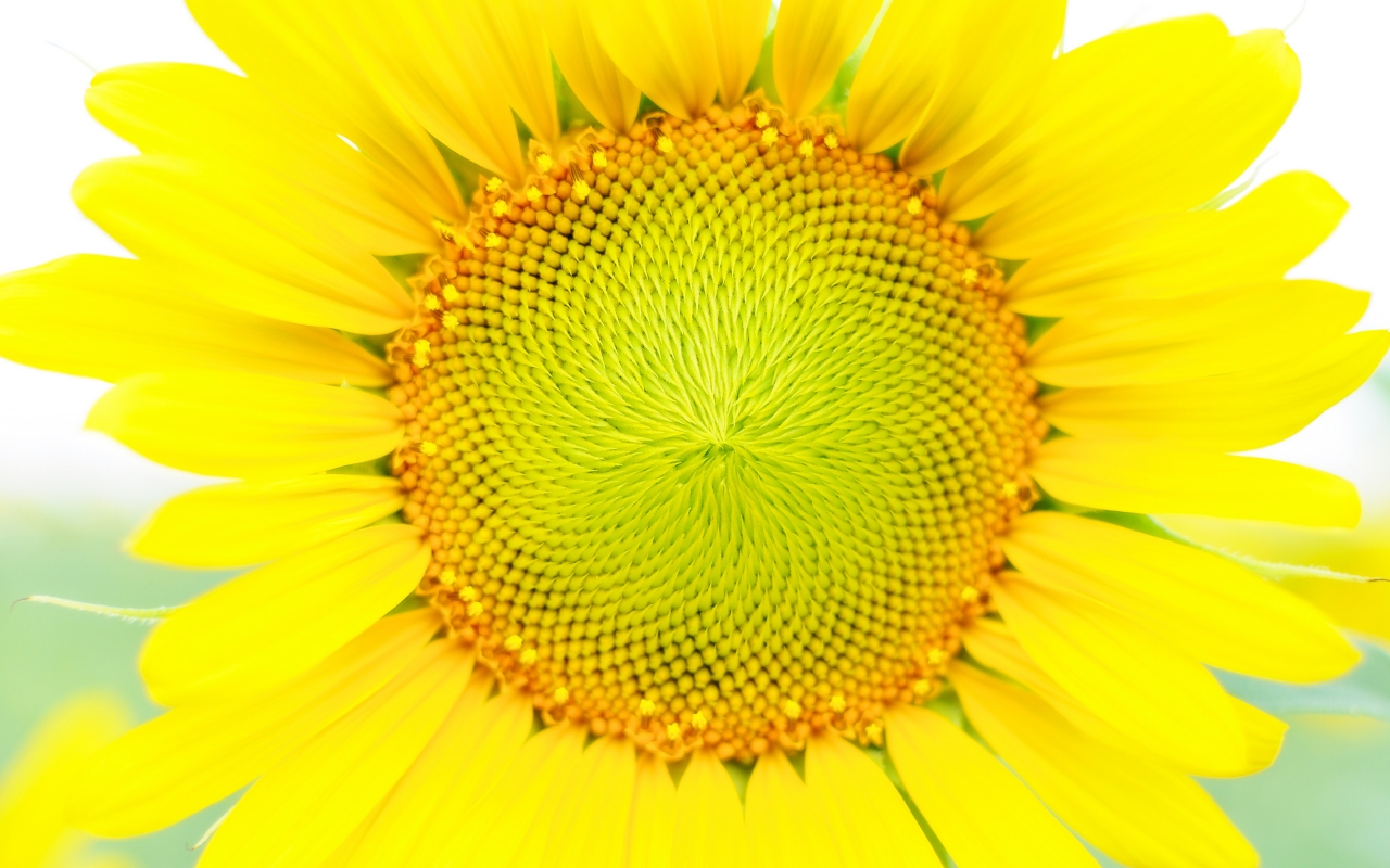 Download mobile wallpaper Earth, Sunflower for free.