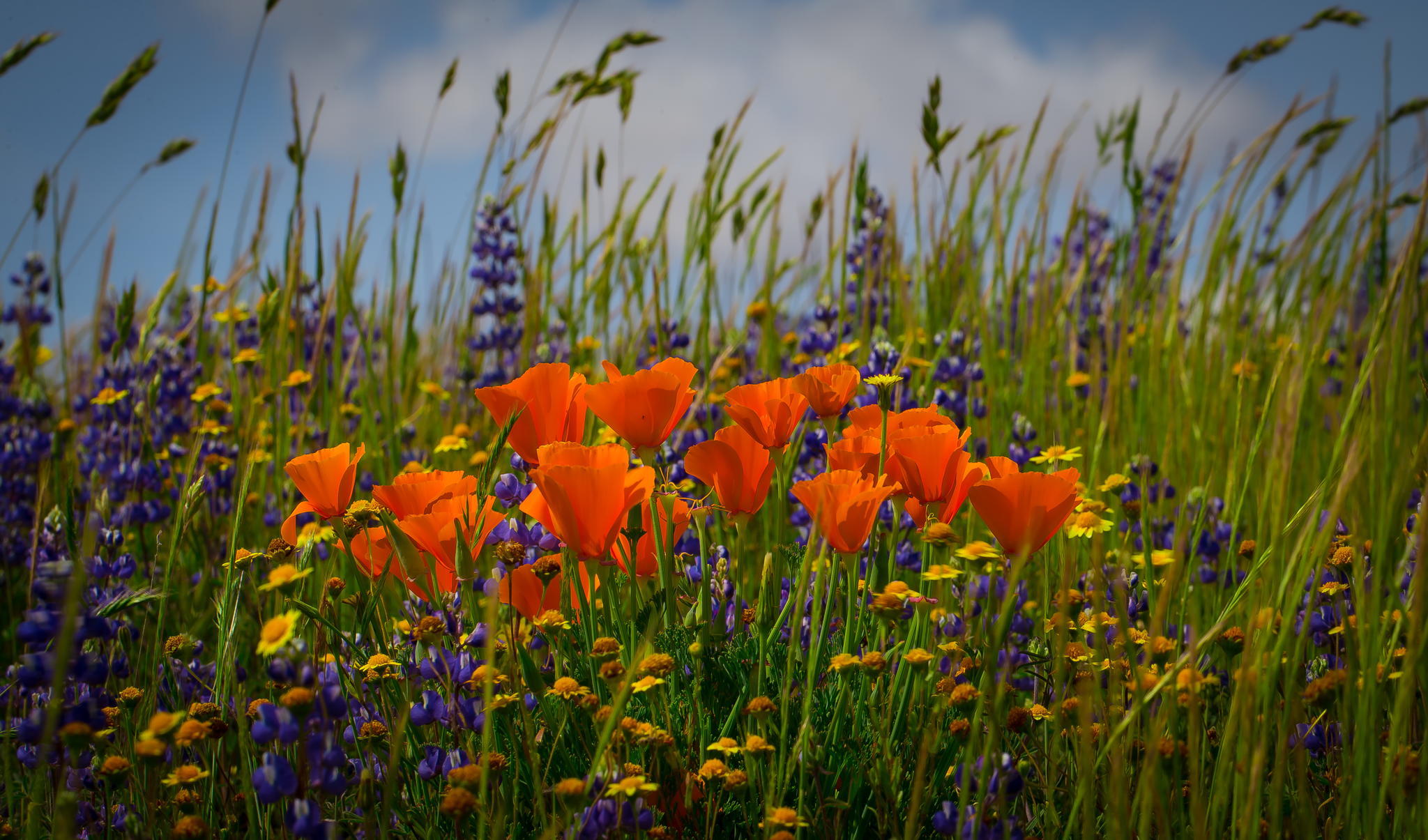 Téléchargez gratuitement l'image Fleurs, Fleur, Champ, La Nature, Terre/nature, Fleur D'oranger sur le bureau de votre PC