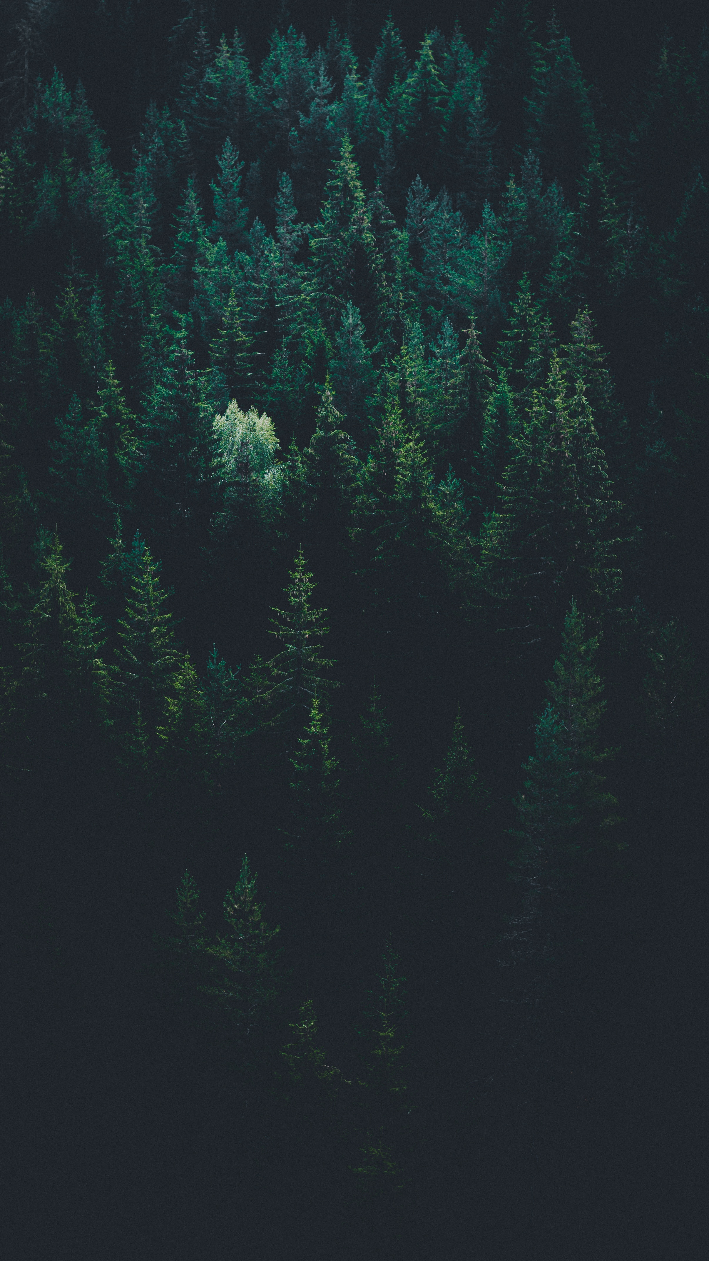forest, view from above, dark, nature, trees