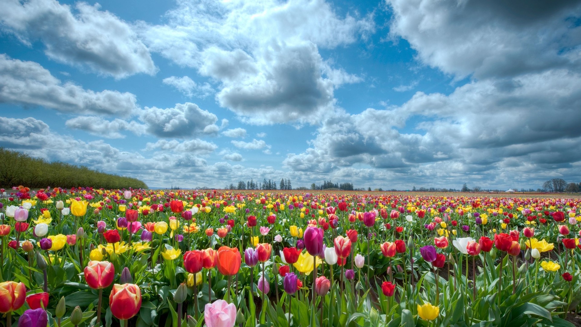 Download mobile wallpaper Flower, Earth, Tulip for free.