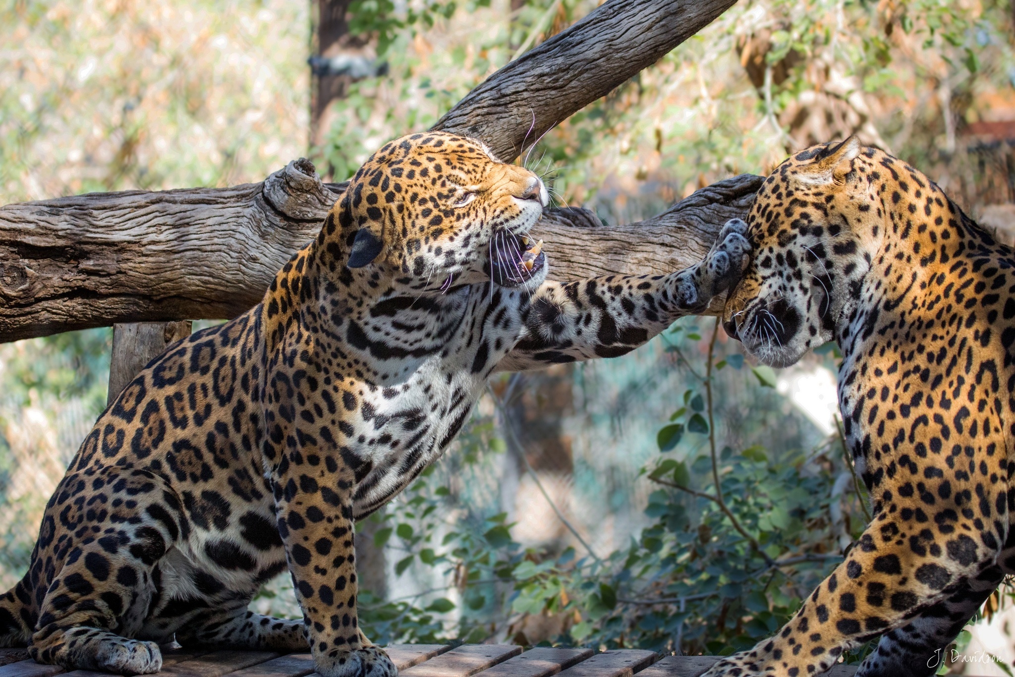 Скачать обои бесплатно Животные, Леопард, Ягуар, Кошки картинка на рабочий стол ПК