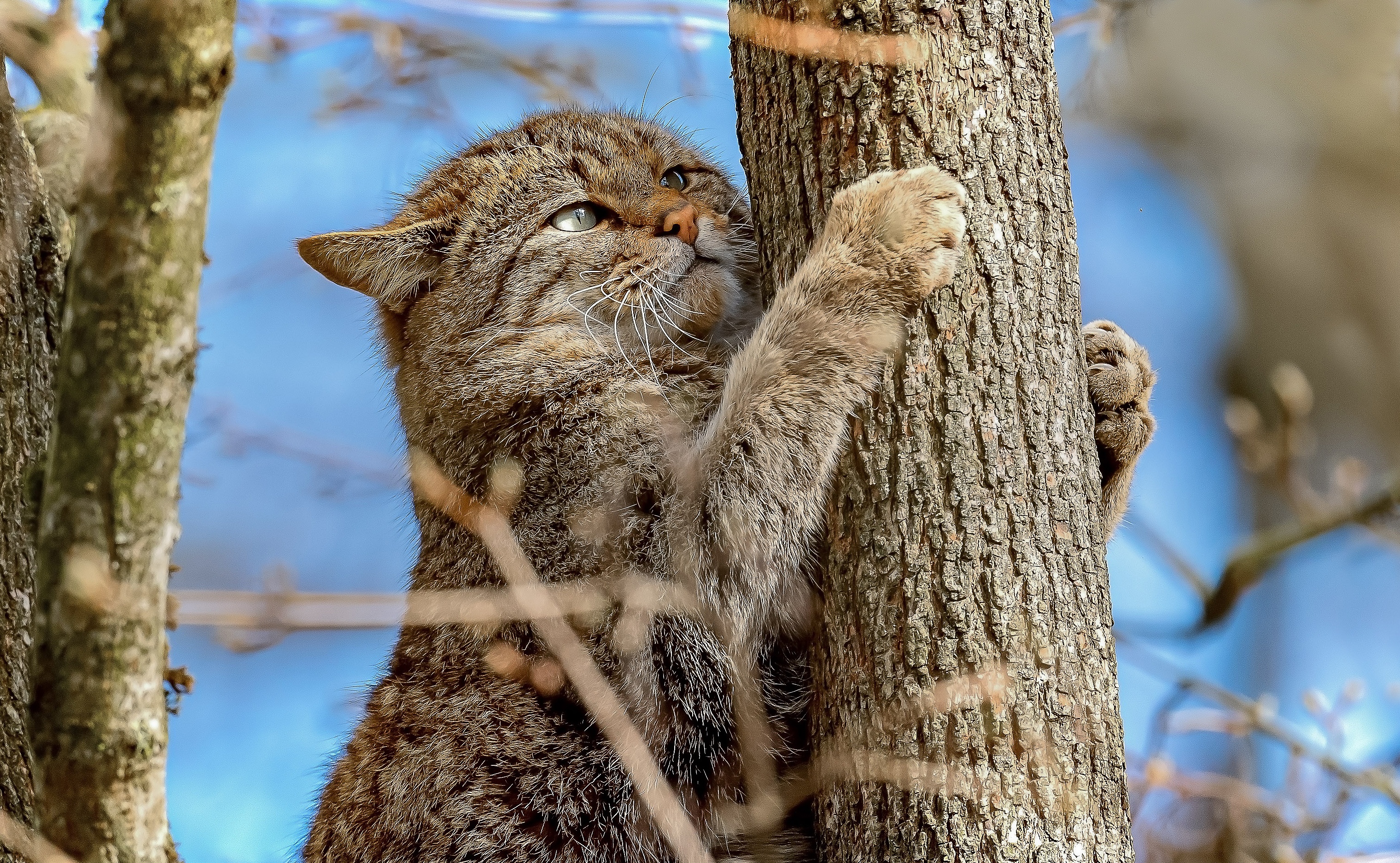 Laden Sie das Tiere, Katzen, Katze-Bild kostenlos auf Ihren PC-Desktop herunter