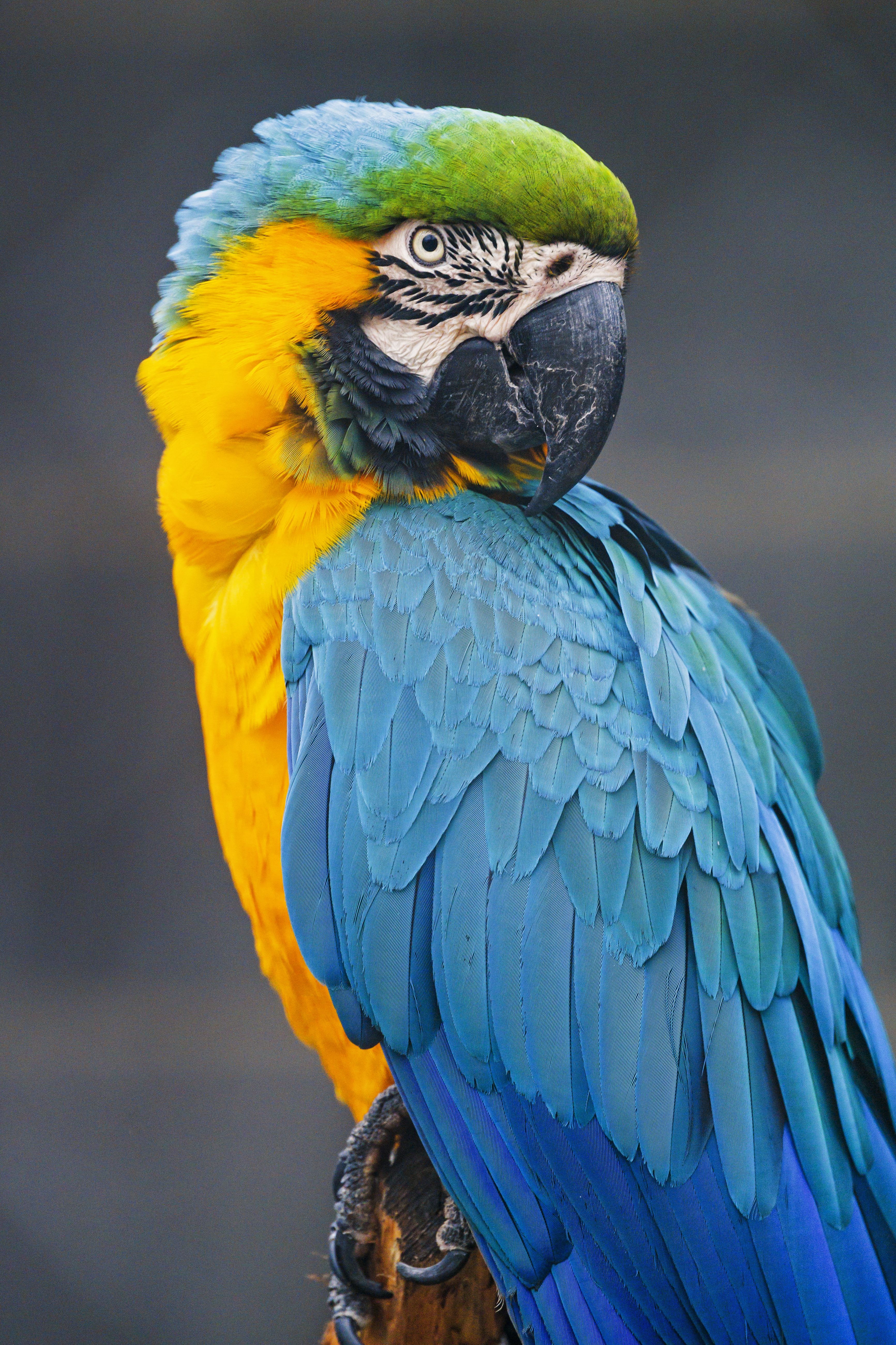 Download mobile wallpaper Wild, Animals, Motley, Bird, Multicolored, Macaw, Parrots for free.