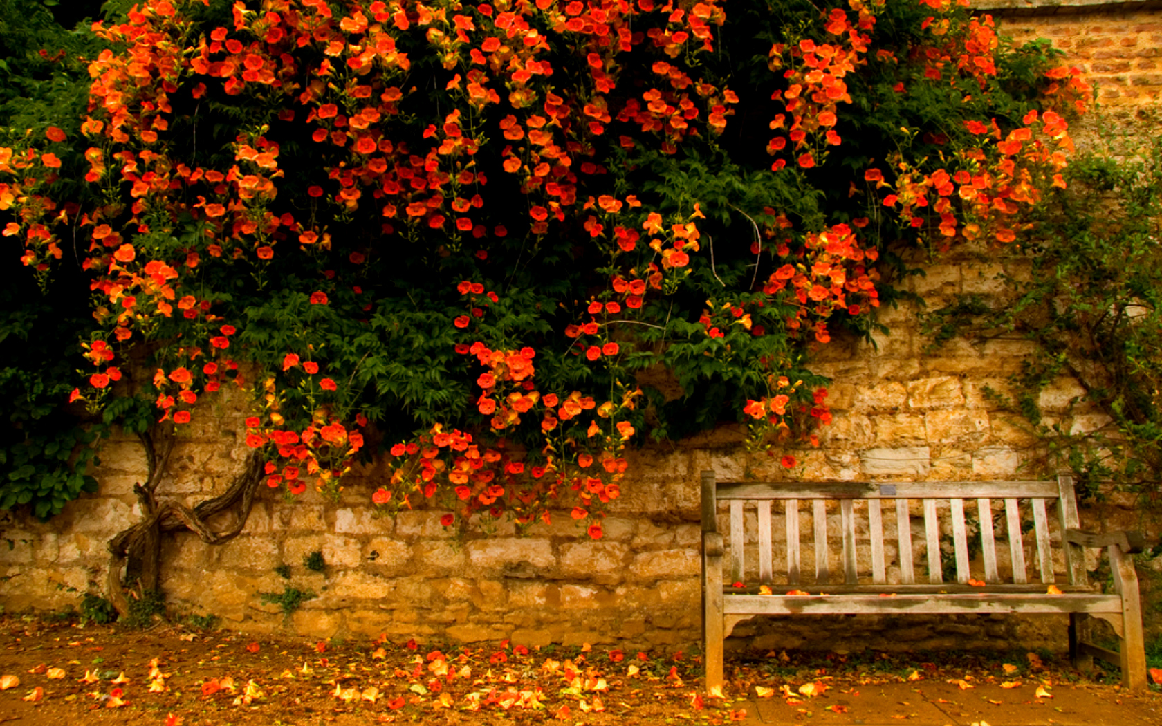 Free download wallpaper Flower, Tree, Fall, Bench, Man Made, Orange (Color) on your PC desktop
