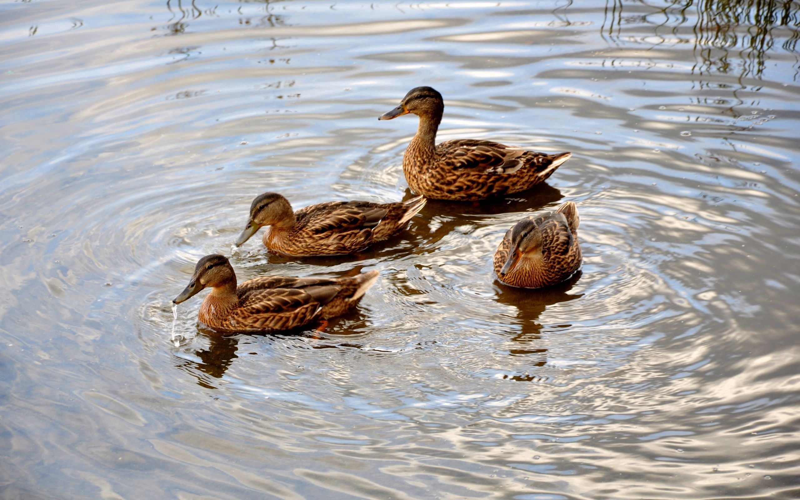 68727 Hintergrundbild herunterladen tiere, ducks, schwimmen, see, die familie, familie - Bildschirmschoner und Bilder kostenlos