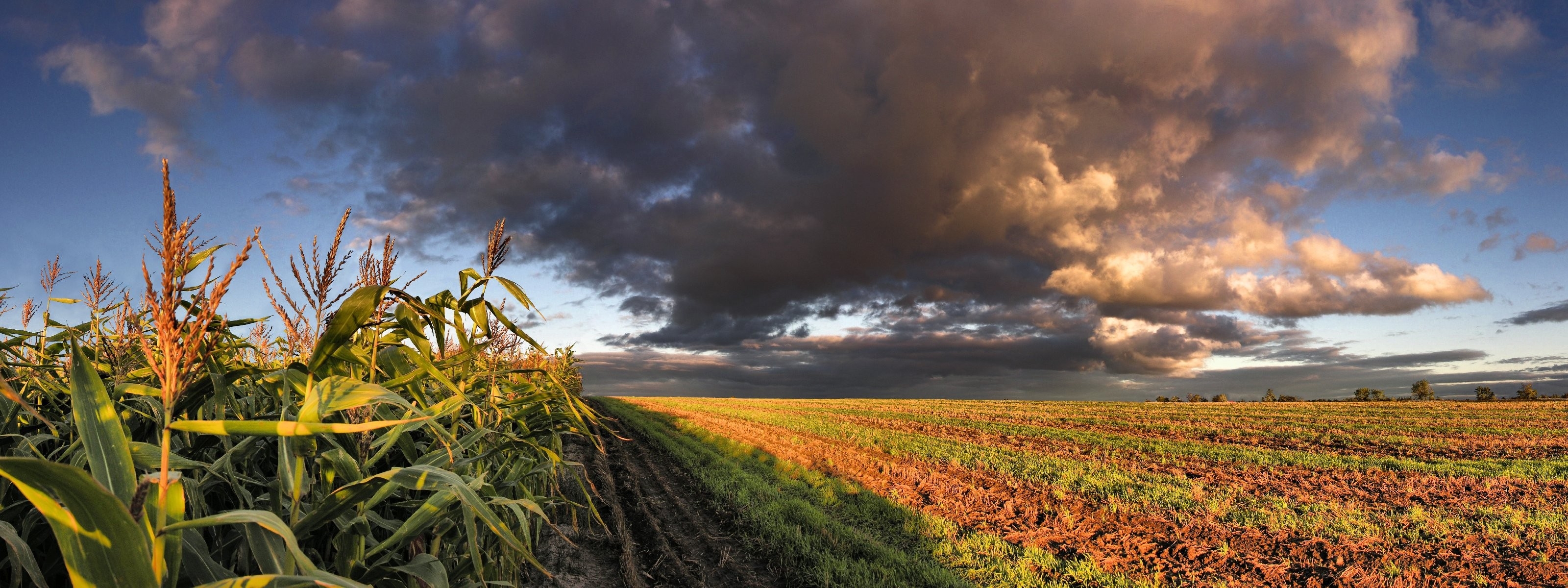 110540 скачать картинку кукуруза, природа, небо, облака, поле, панорама, тучи, пашня - обои и заставки бесплатно
