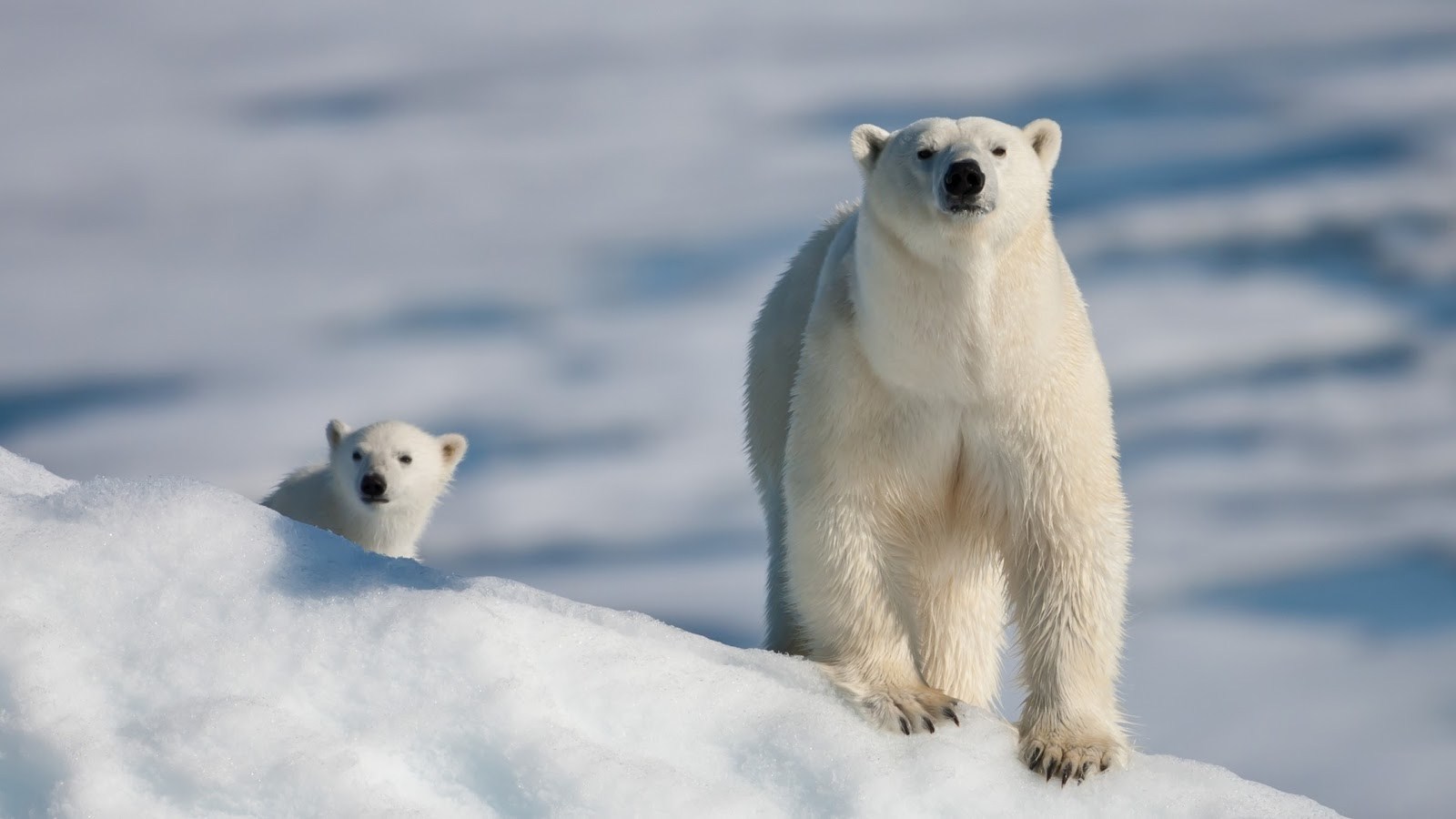 1481651 descargar fondo de pantalla animales, oso polar, llevar: protectores de pantalla e imágenes gratis