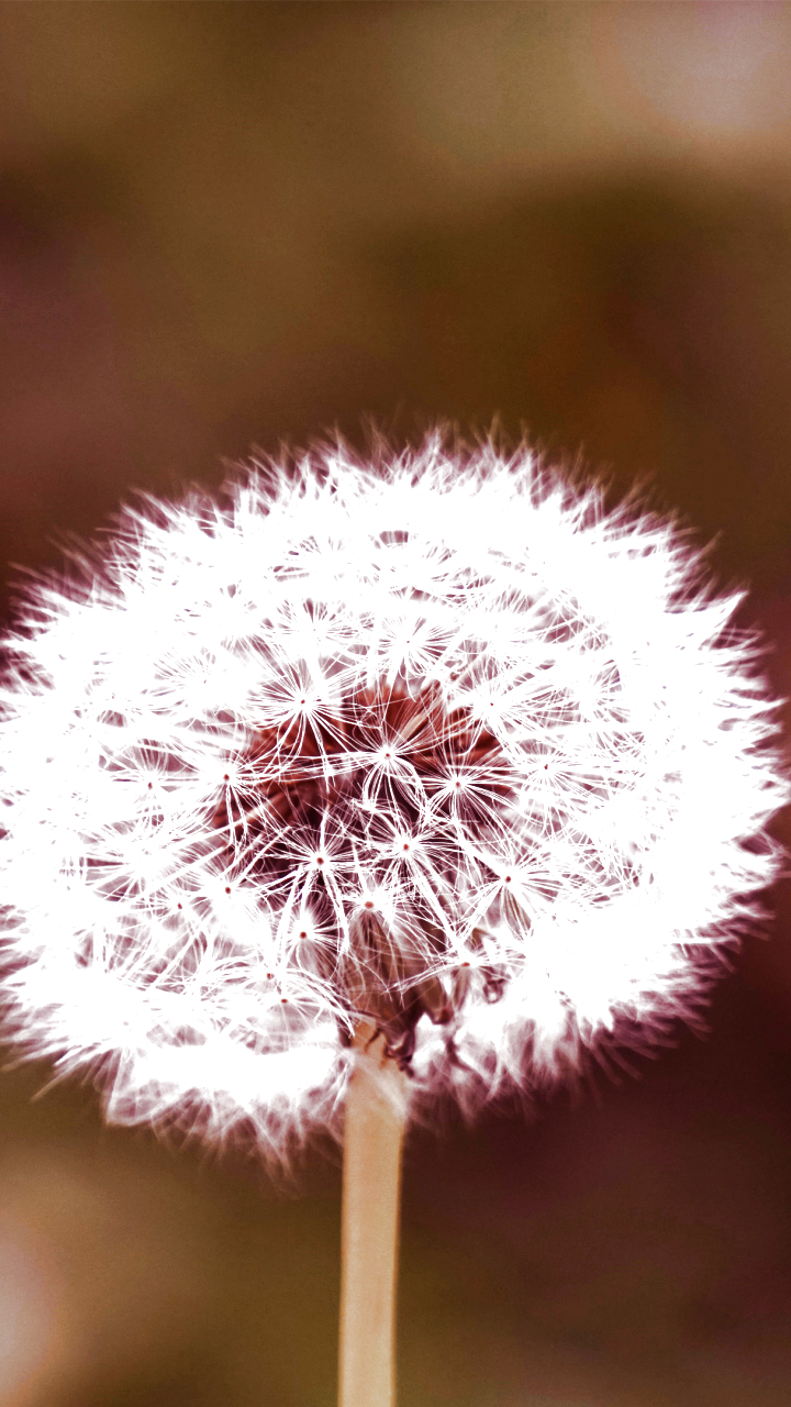 Download mobile wallpaper Earth, Dandelion for free.