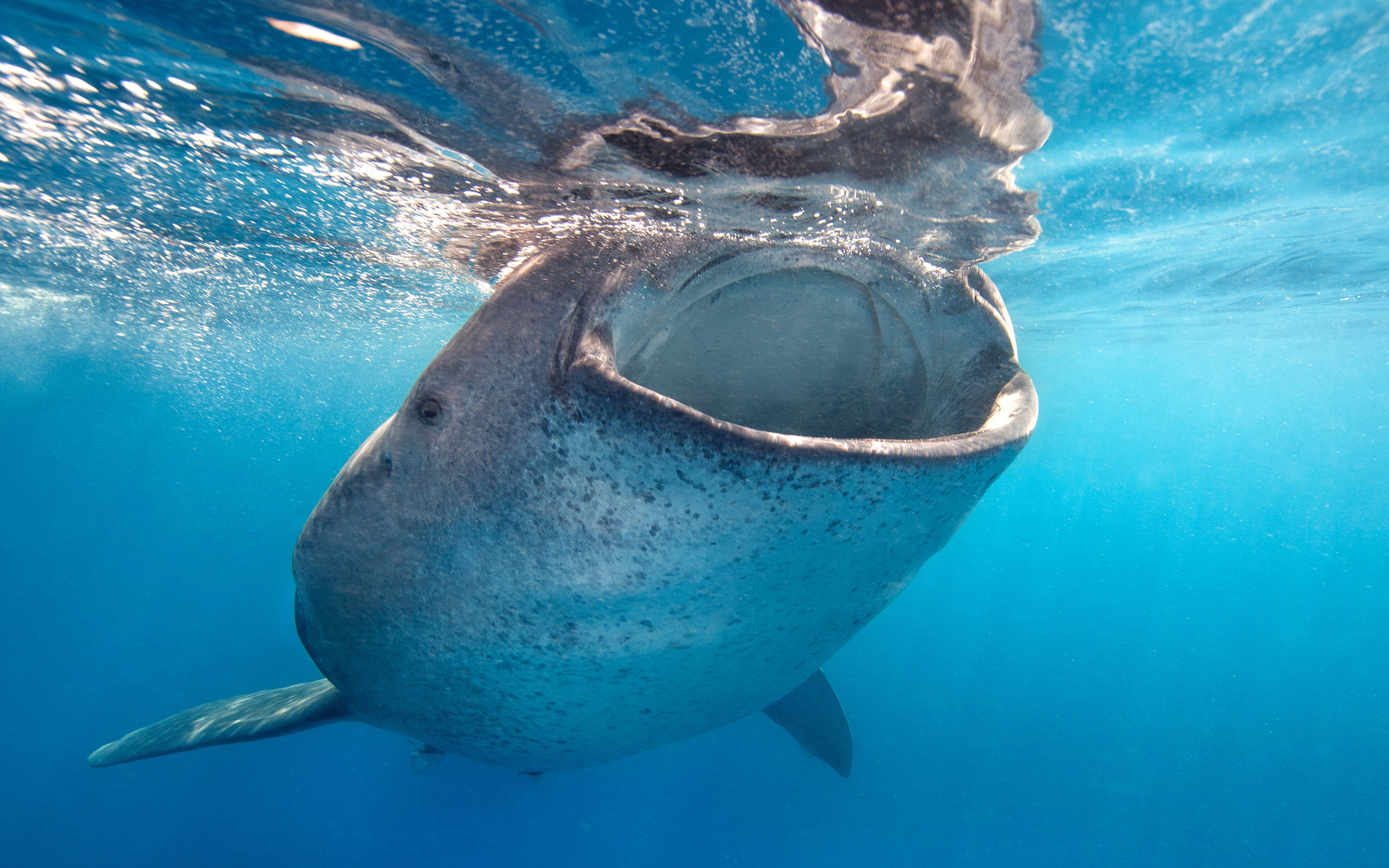 316801 baixar papel de parede animais, tubarão baleia - protetores de tela e imagens gratuitamente