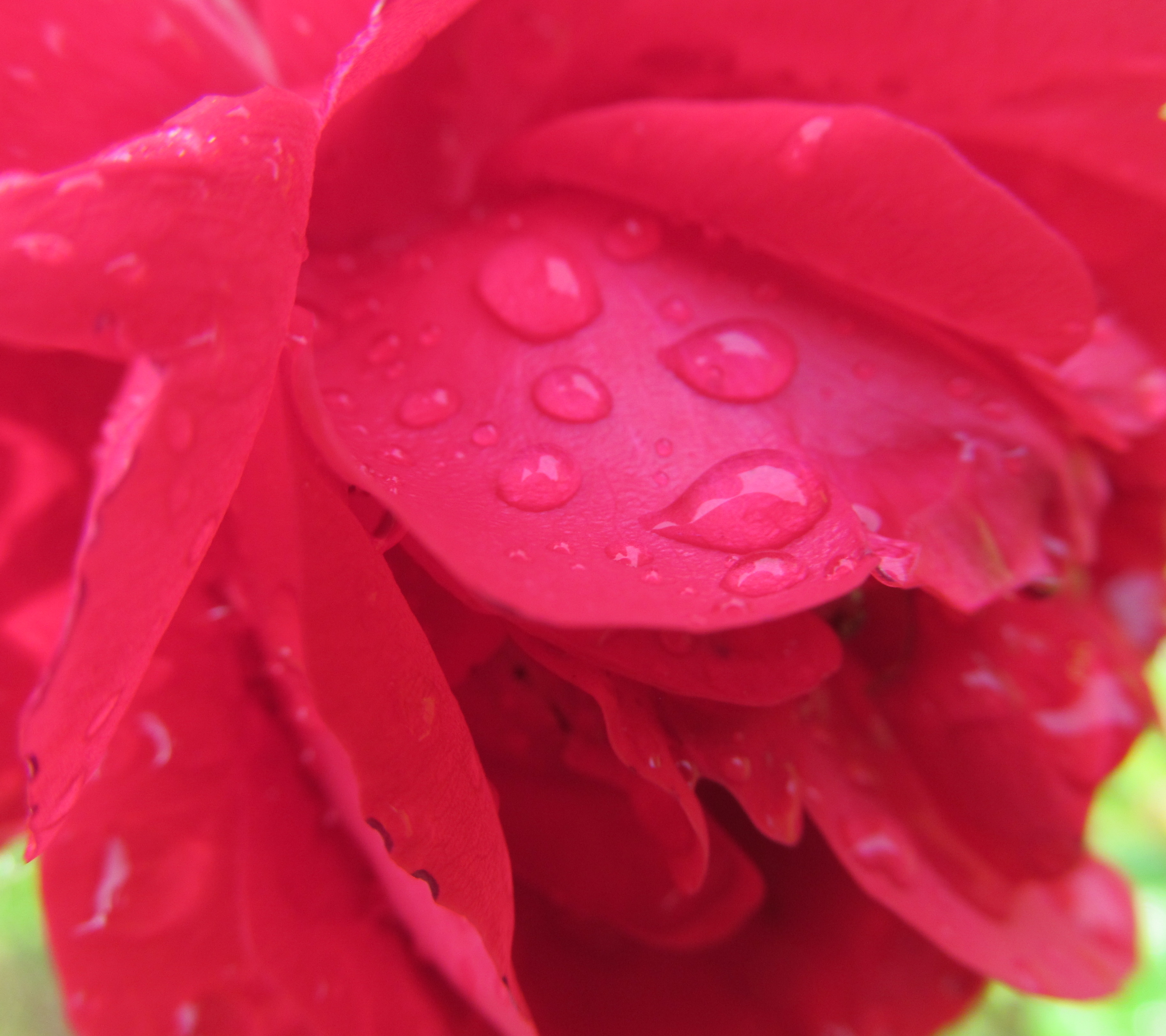 Téléchargez gratuitement l'image Fleurs, Rose, Fleur, Terre/nature sur le bureau de votre PC