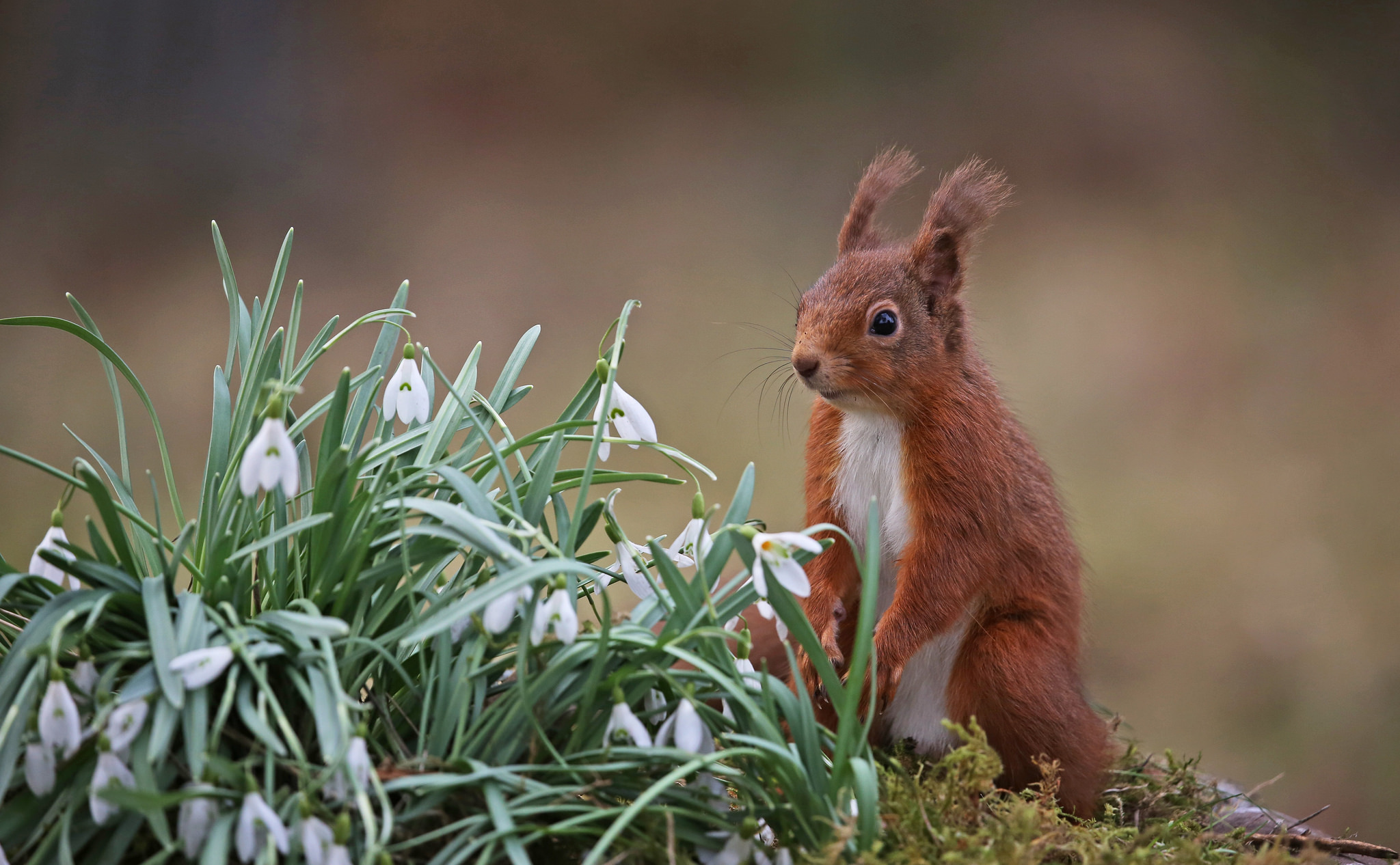 Download mobile wallpaper Squirrel, Flower, Animal, Rodent, Snowdrop for free.