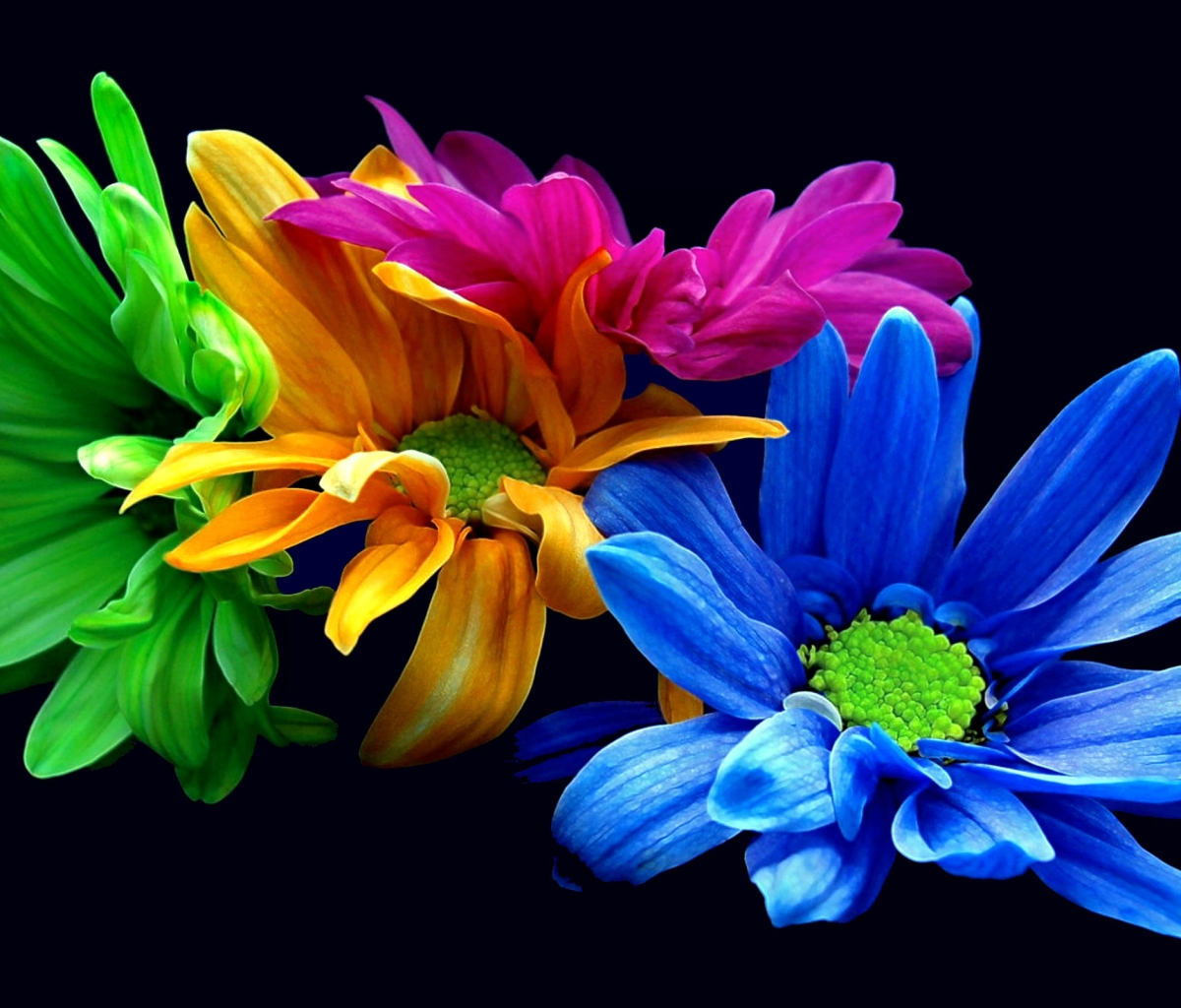 Download mobile wallpaper Flowers, Flower, Earth, Colorful, Petal, Yellow Flower, Purple Flower, Blue Flower for free.