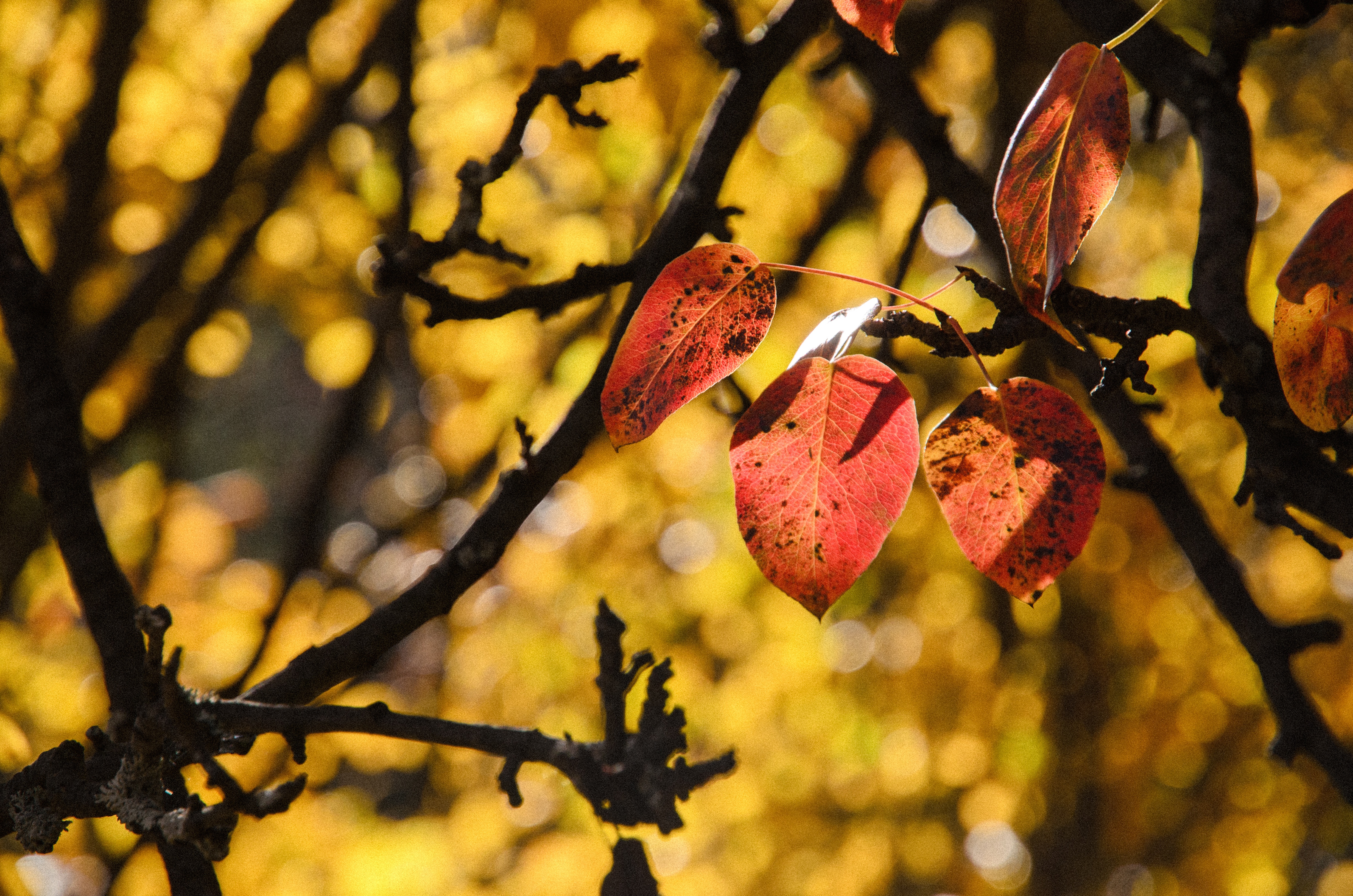 Скачать картинку Природа, Осень, Лист, Боке, Земля/природа в телефон бесплатно.