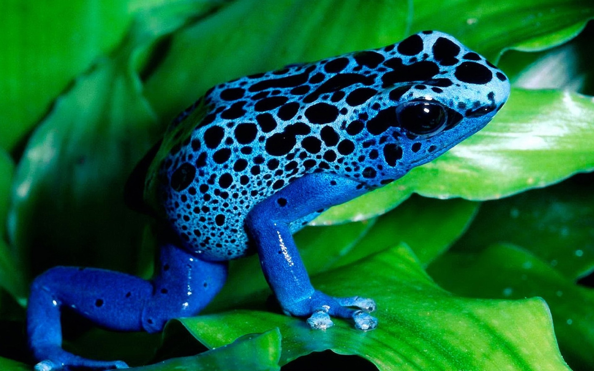 1500762 завантажити шпалери тварина, отруйна жаба дротик, блакитна отруйна жаба - заставки і картинки безкоштовно