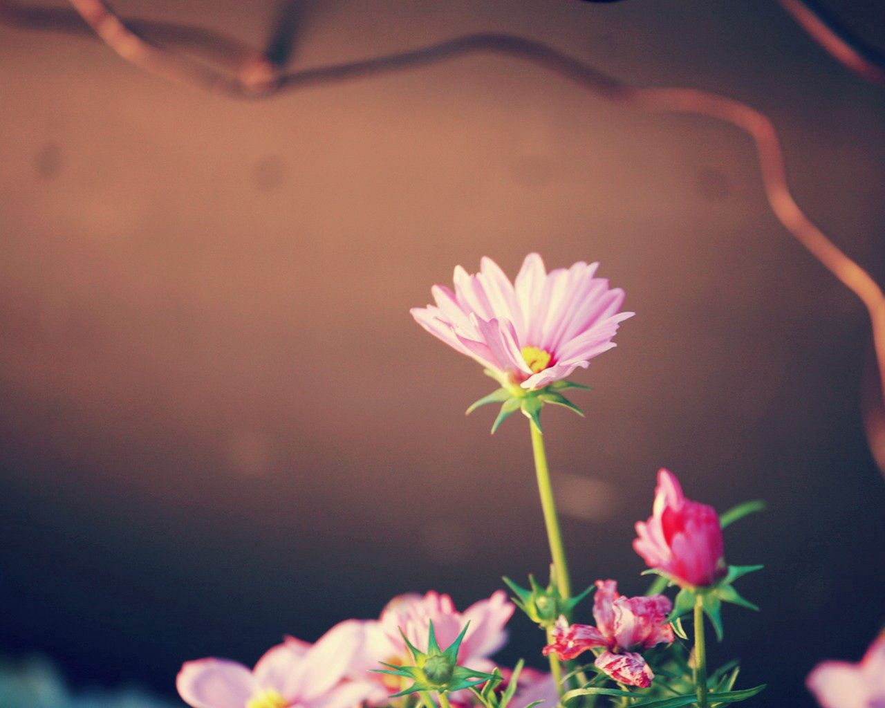 Download mobile wallpaper Greens, Petals, Flower, Flowers, Pink, Background for free.