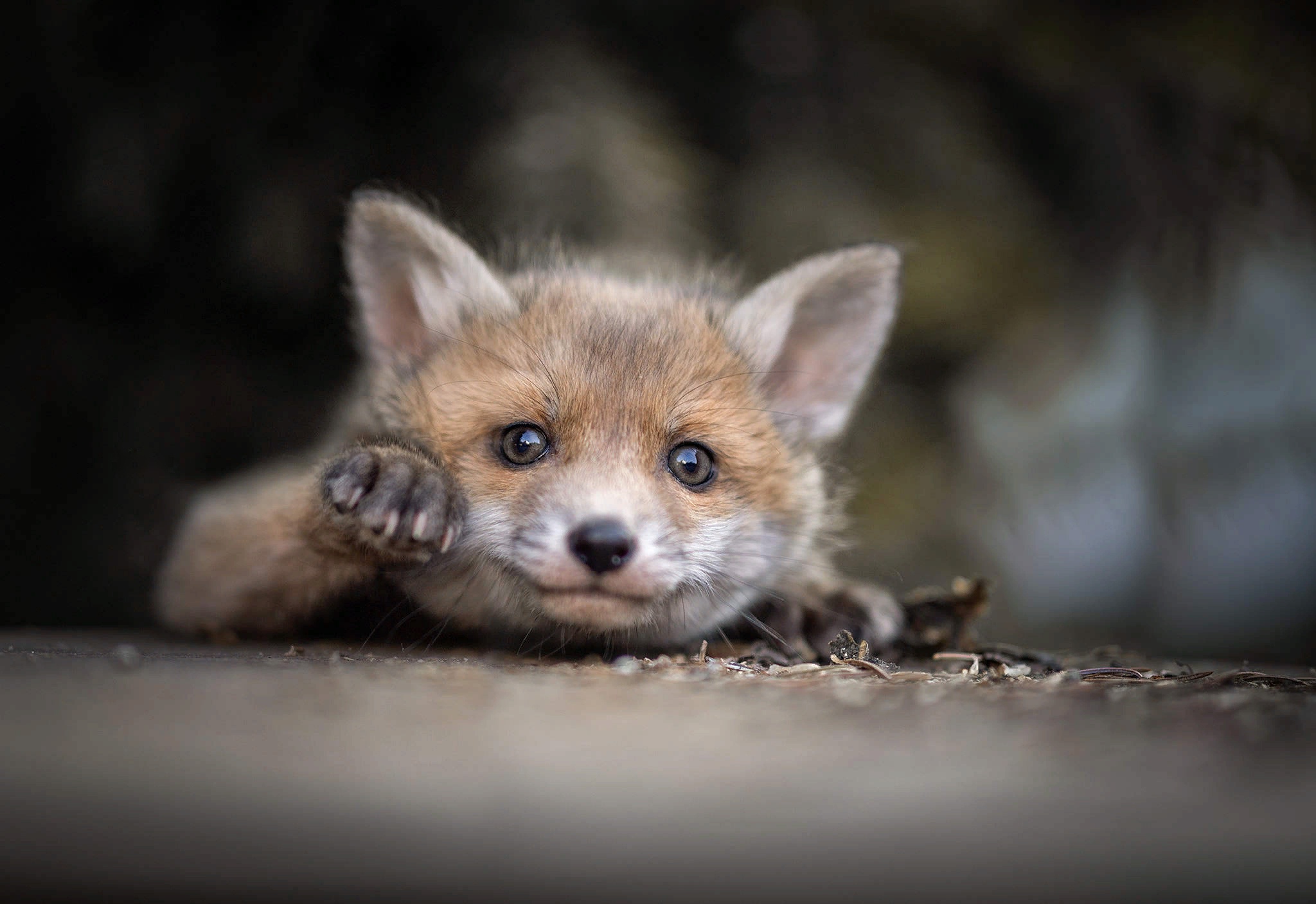 PCデスクトップに動物, 狐, 赤ちゃん動物画像を無料でダウンロード