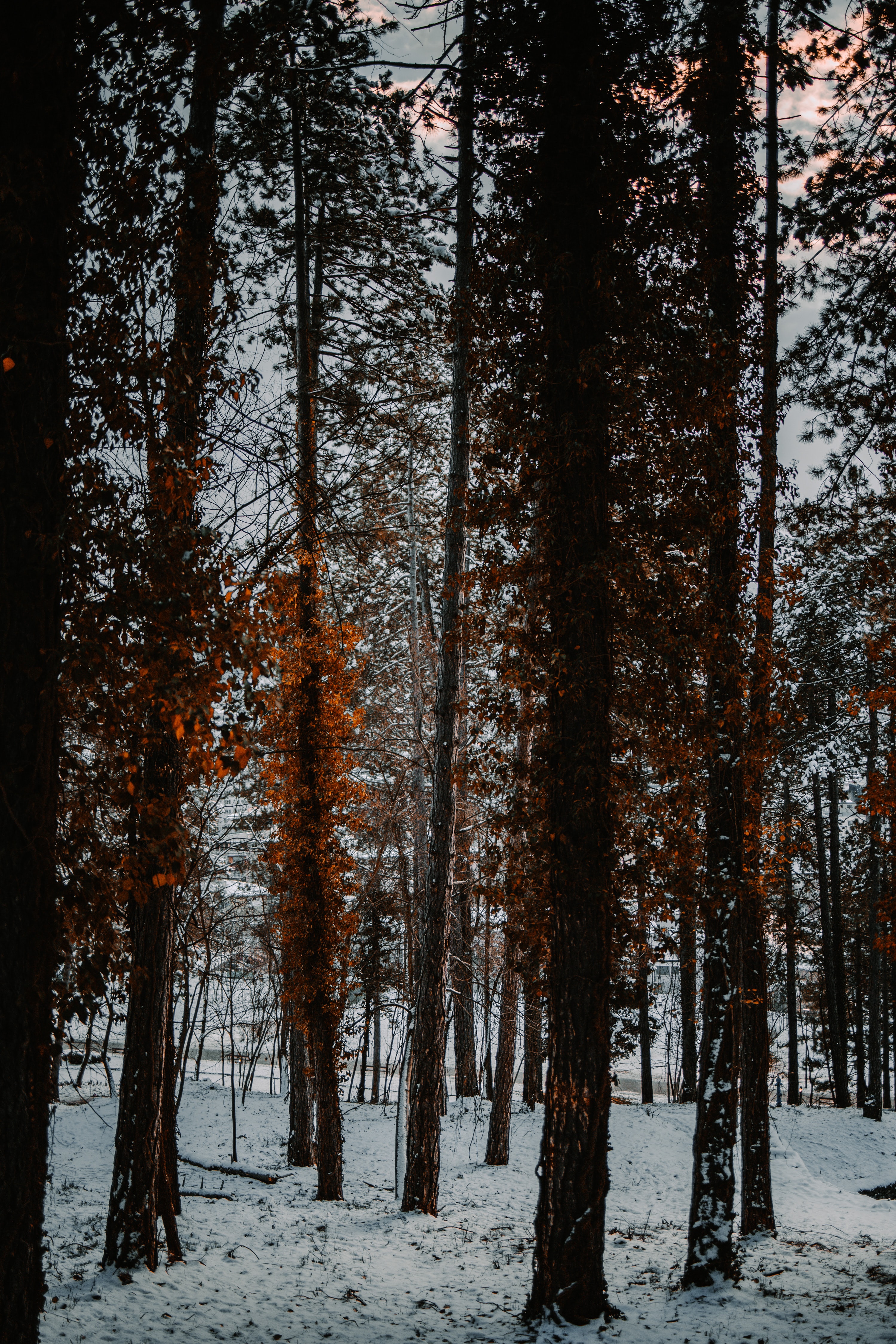 Скачать картинку Деревья, Снег, Лес, Природа, Зима в телефон бесплатно.
