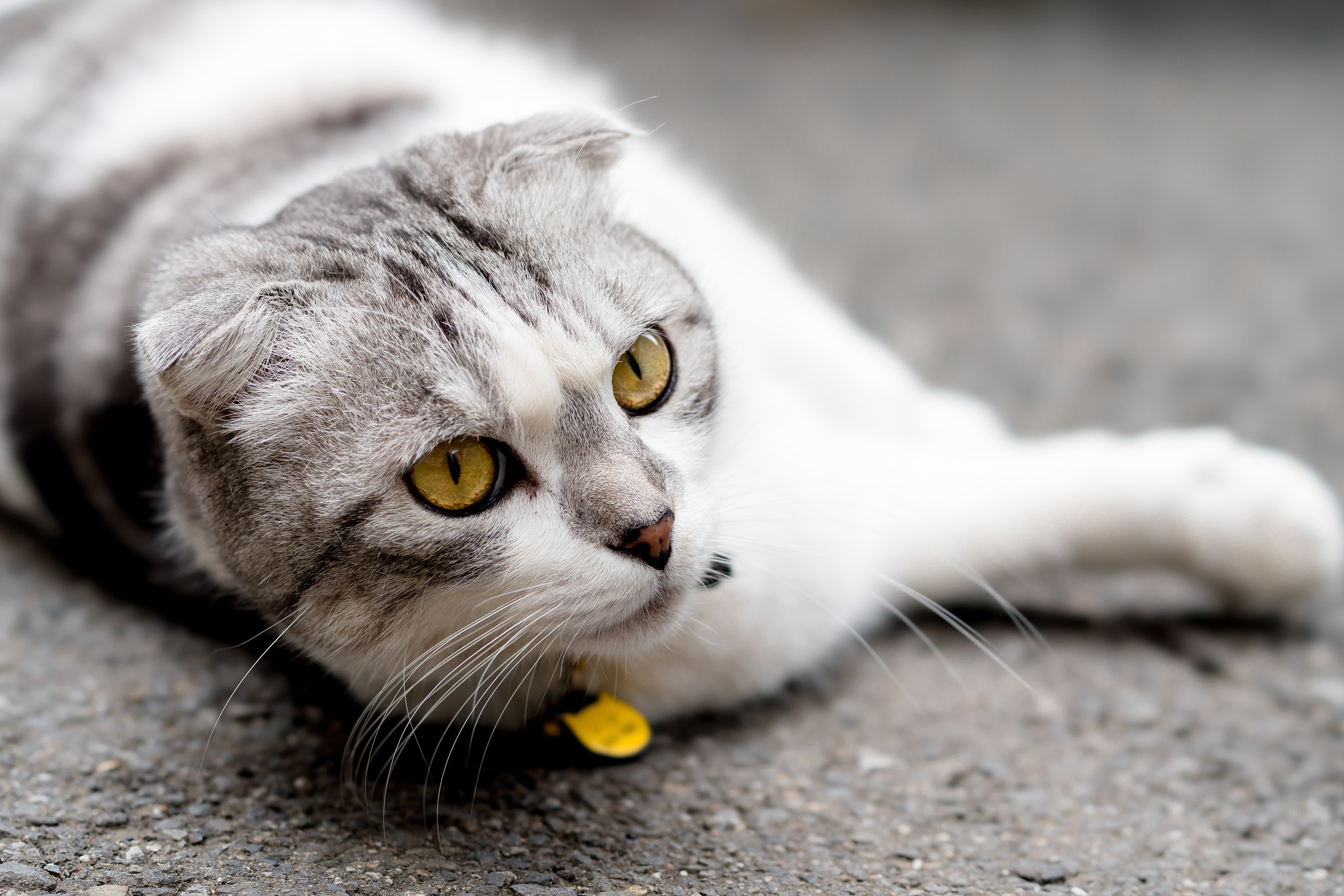 Baixe gratuitamente a imagem Animais, Gatos, Gato na área de trabalho do seu PC