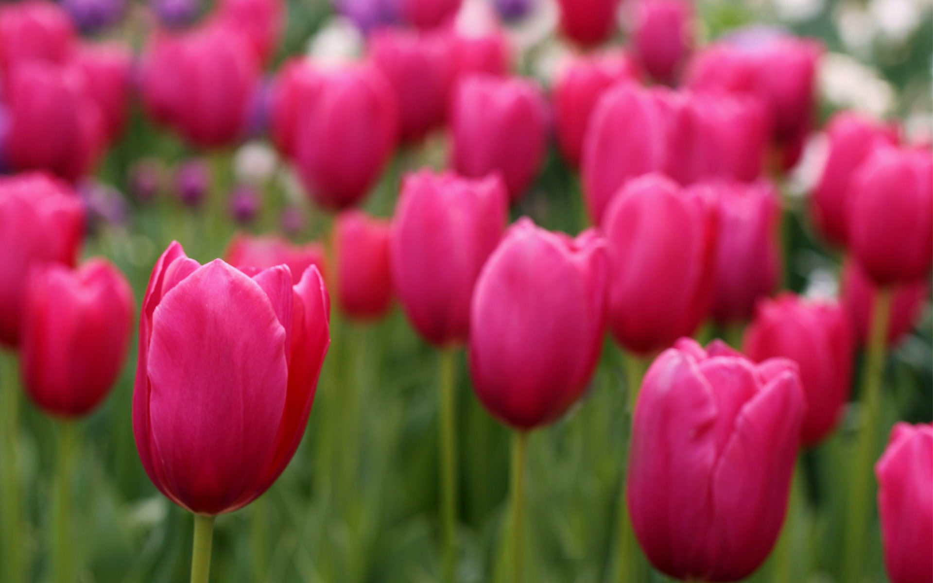 Free download wallpaper Tulip, Flowers, Flower, Earth on your PC desktop