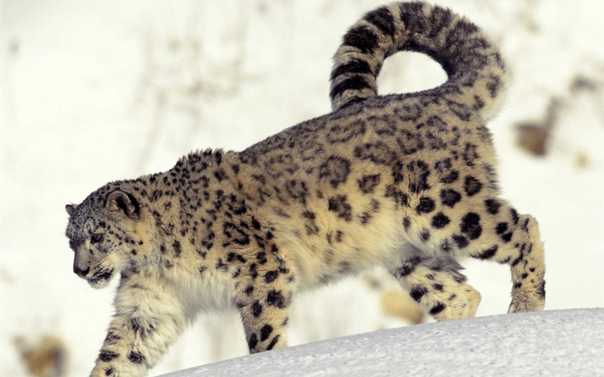 43829 télécharger le fond d'écran animaux, snow leopard - économiseurs d'écran et images gratuitement
