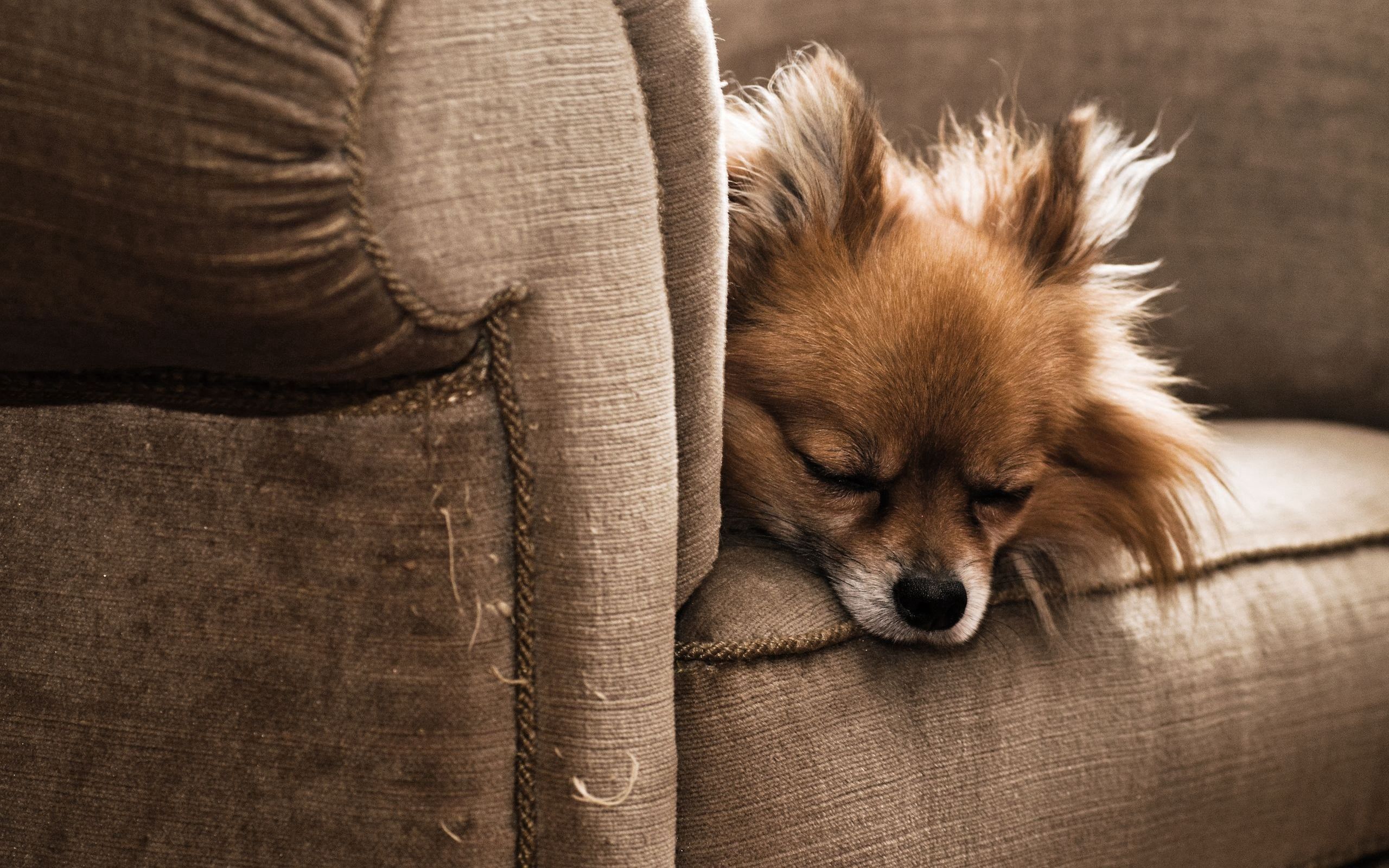 Download mobile wallpaper Dog, Sleep, Dream, Fluffy, Armchair, Animals, Puppy for free.