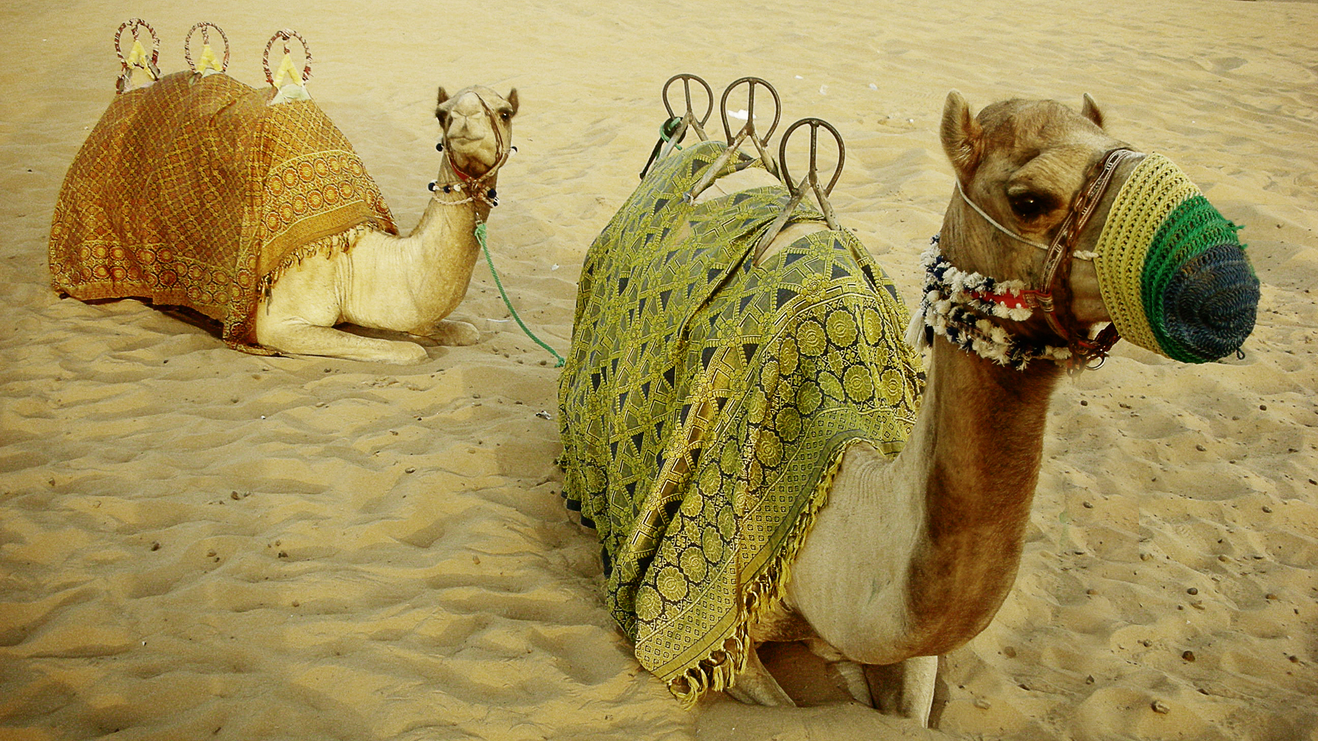 585493 Bild herunterladen tiere, kamel - Hintergrundbilder und Bildschirmschoner kostenlos