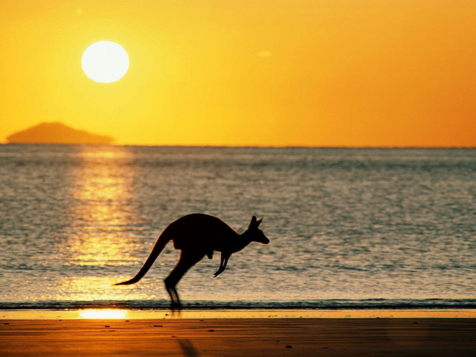 Free download wallpaper Landscape, Sunset, Sun, Sea, Kangaroo, Beach on your PC desktop