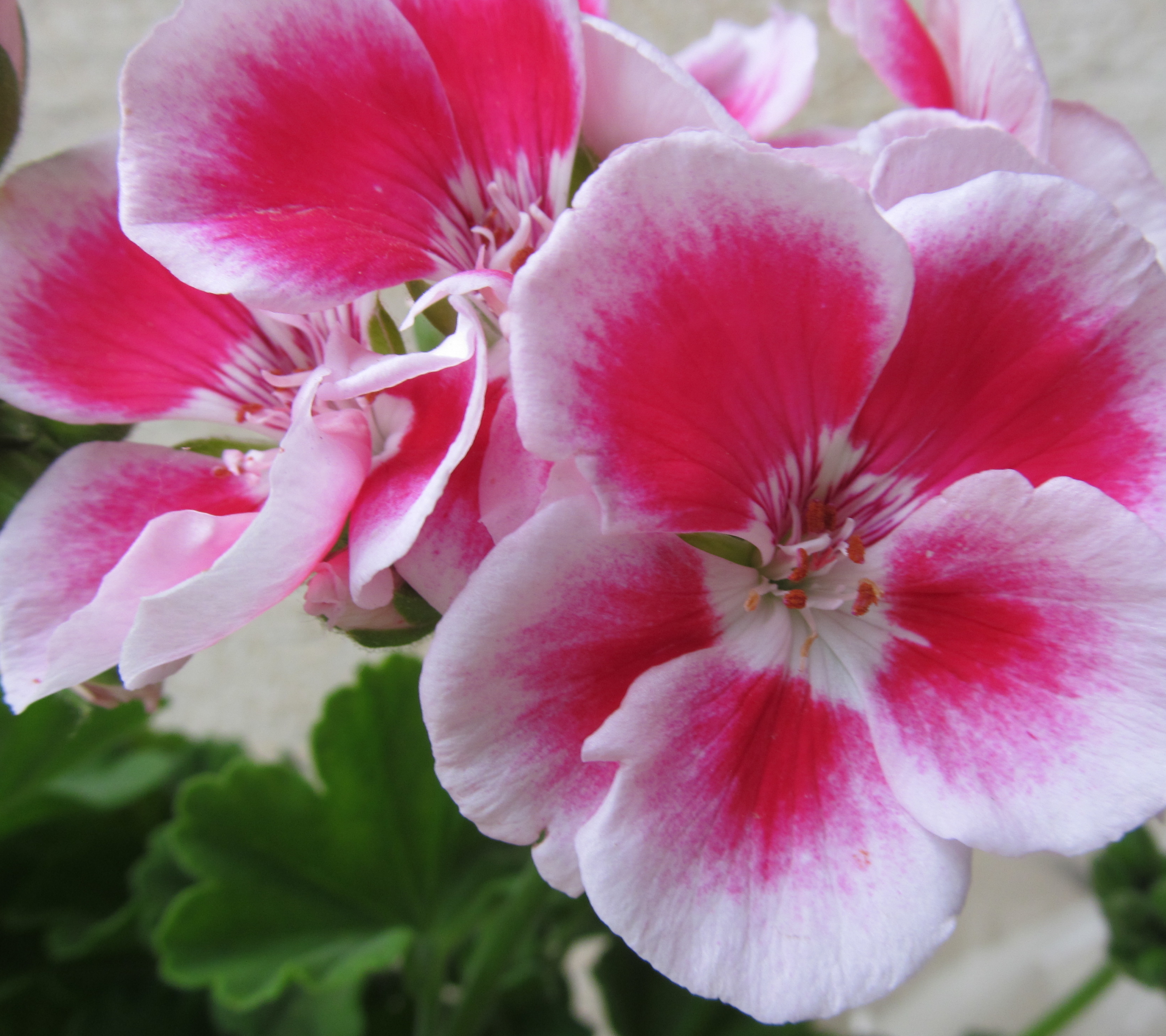 1118096 Bildschirmschoner und Hintergrundbilder Blumen auf Ihrem Telefon. Laden Sie  Bilder kostenlos herunter