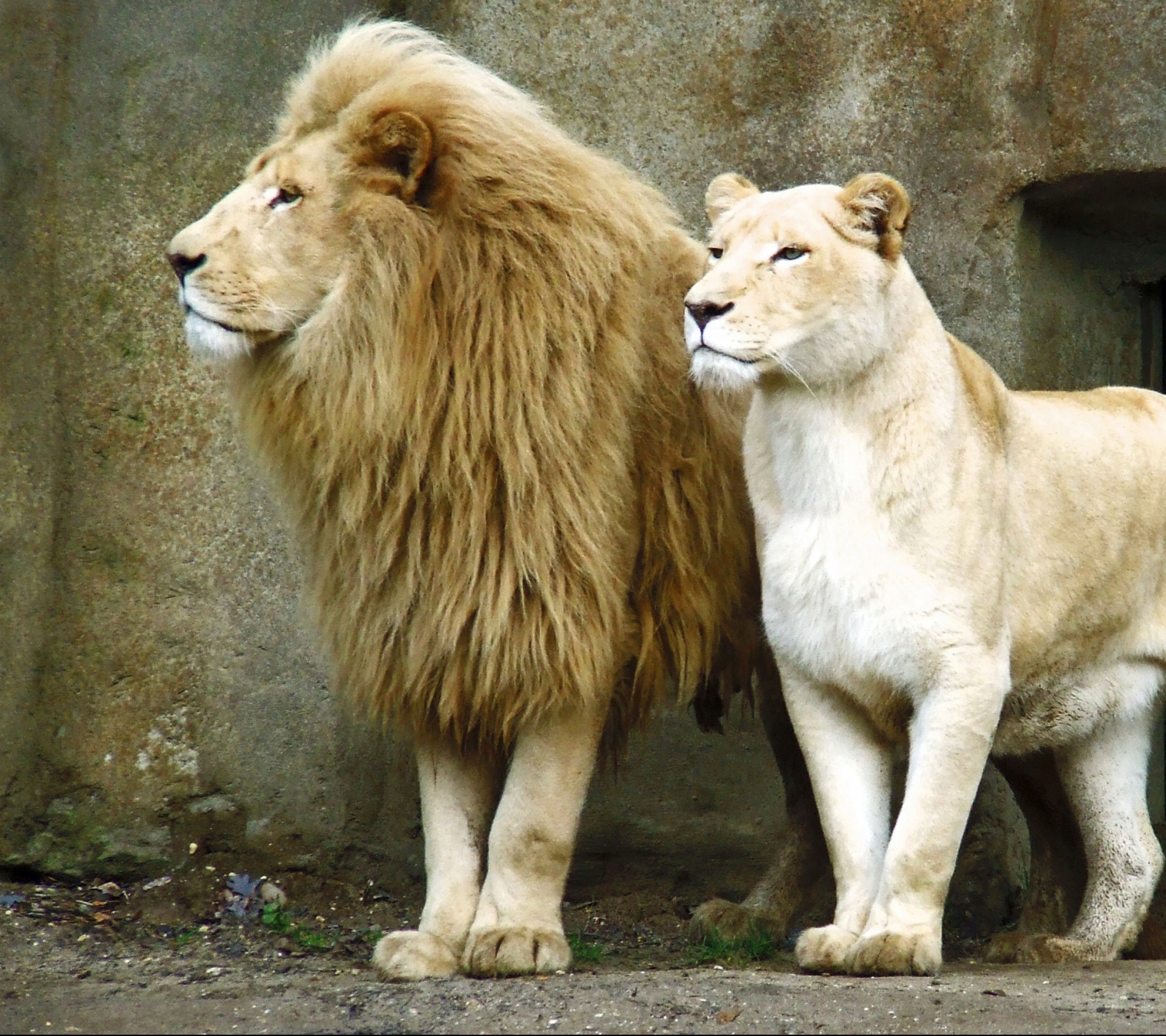 Download mobile wallpaper Cats, Lion, Animal for free.