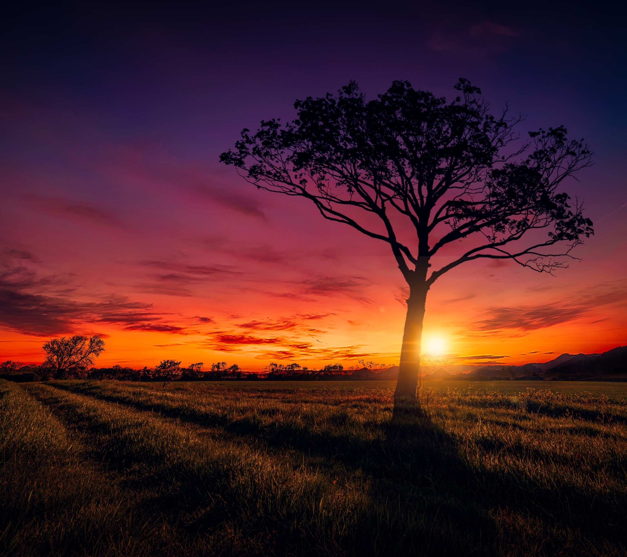 Laden Sie das Landschaft, Natur, Baum, Himmel, Sonnenuntergang, Sonne, Erde/natur, Orange Farbe)-Bild kostenlos auf Ihren PC-Desktop herunter