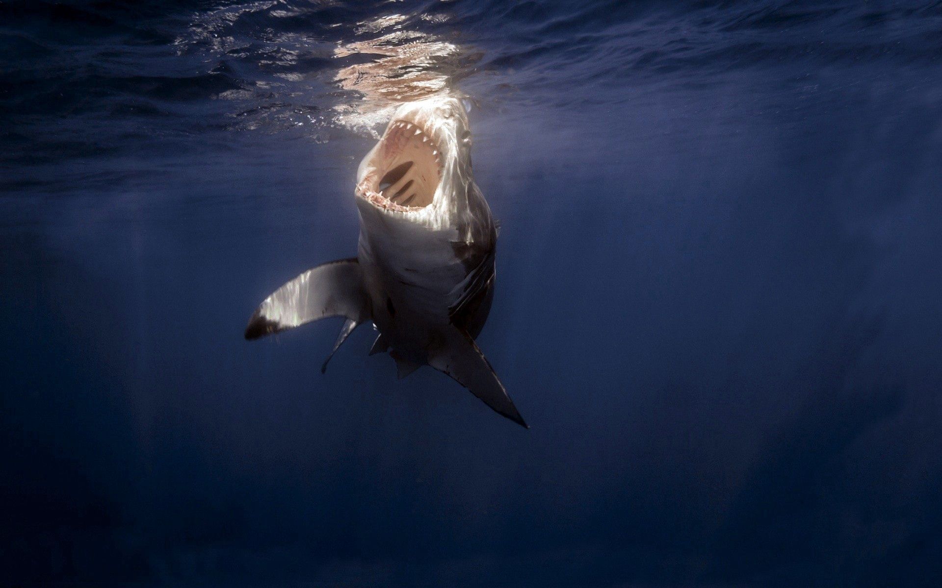 under water, shark, animals, sea, teeth, underwater download HD wallpaper