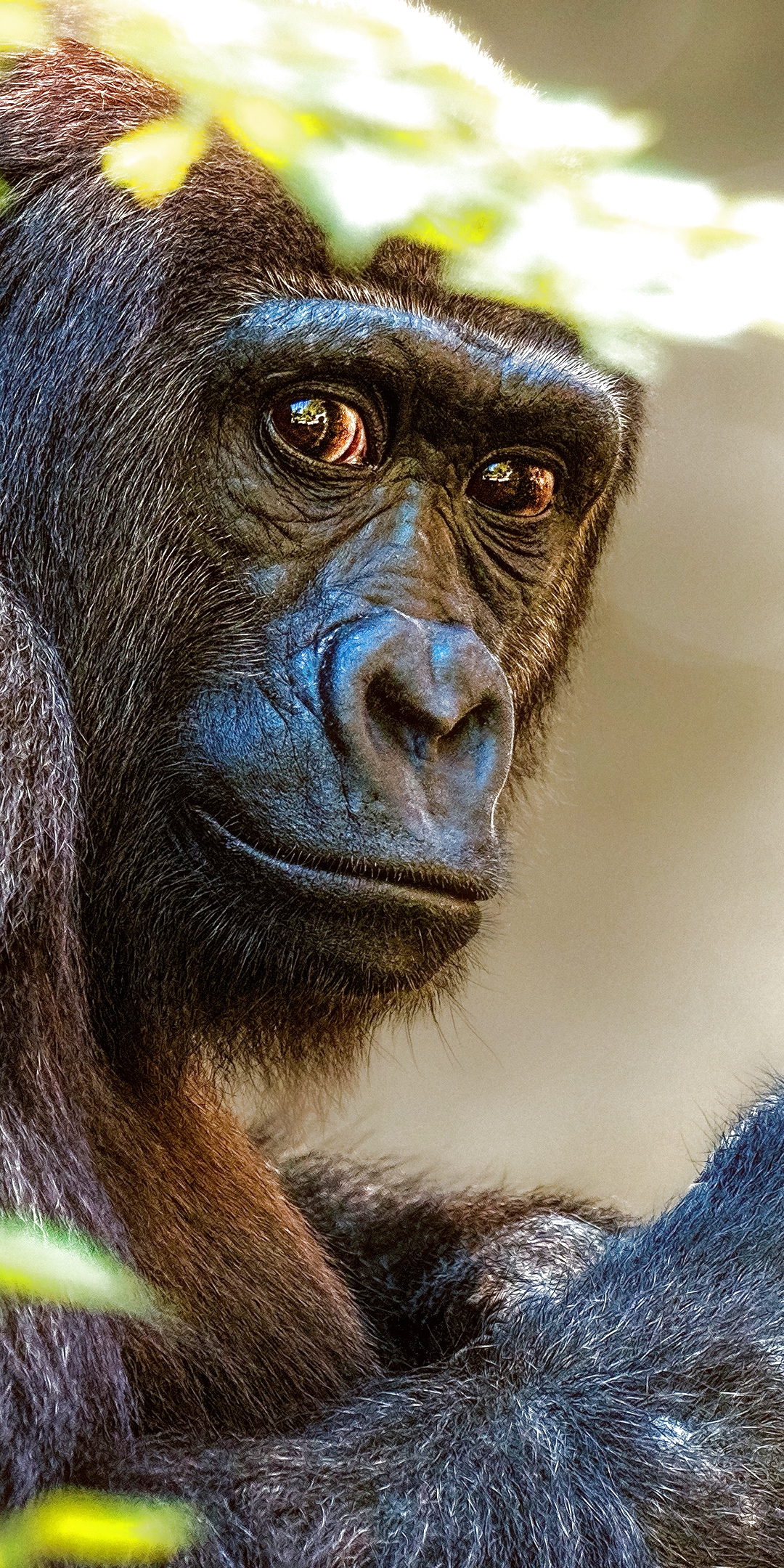 Handy-Wallpaper Gorilla, Affen, Tiere kostenlos herunterladen.