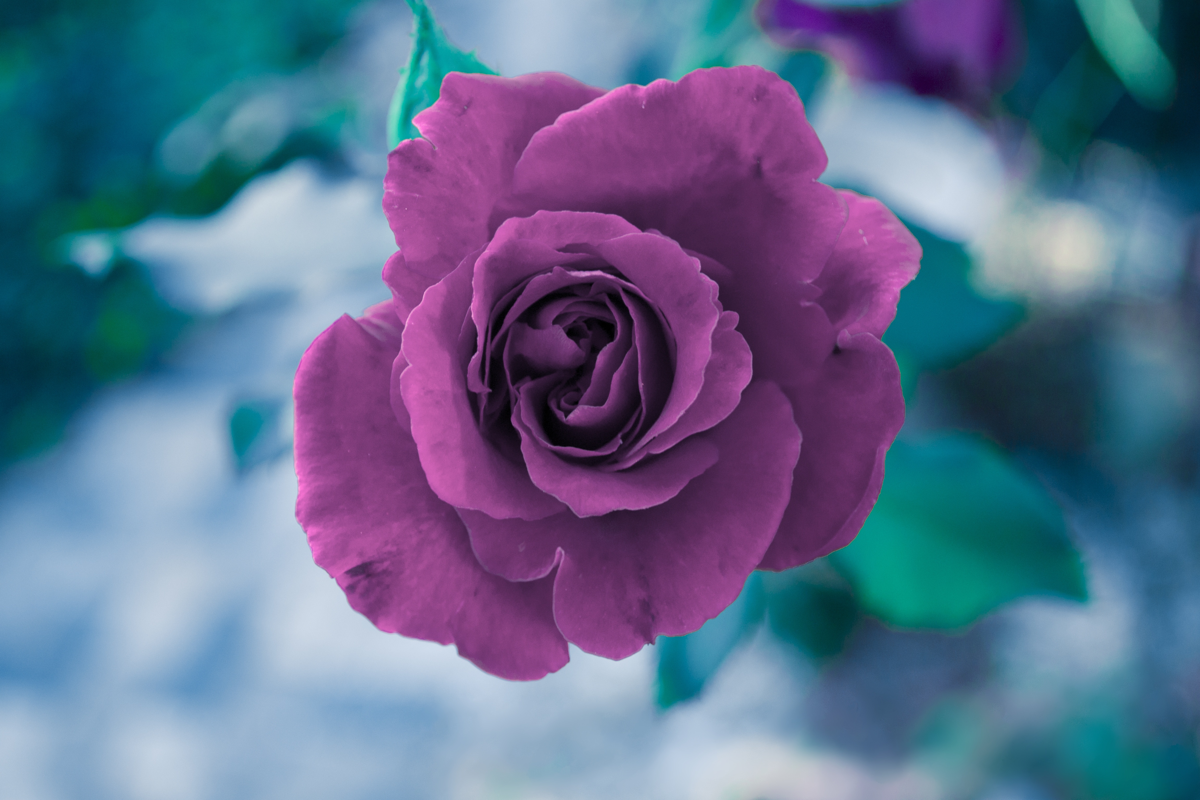 Free download wallpaper Flowers, Flower, Macro, Rose, Earth, Pink Flower on your PC desktop