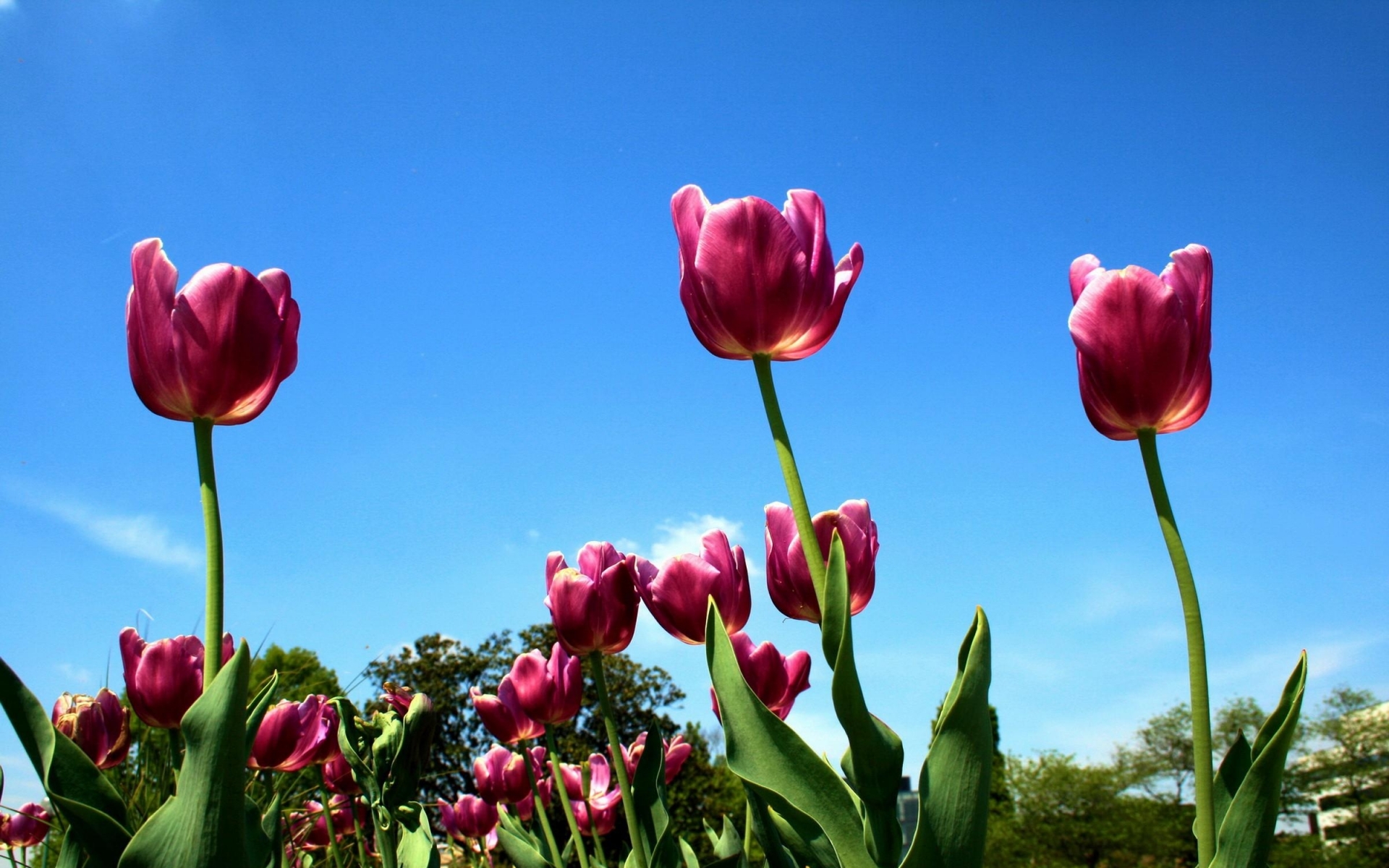 Téléchargez gratuitement l'image Tulipe, Fleurs, Fleur, Terre/nature sur le bureau de votre PC