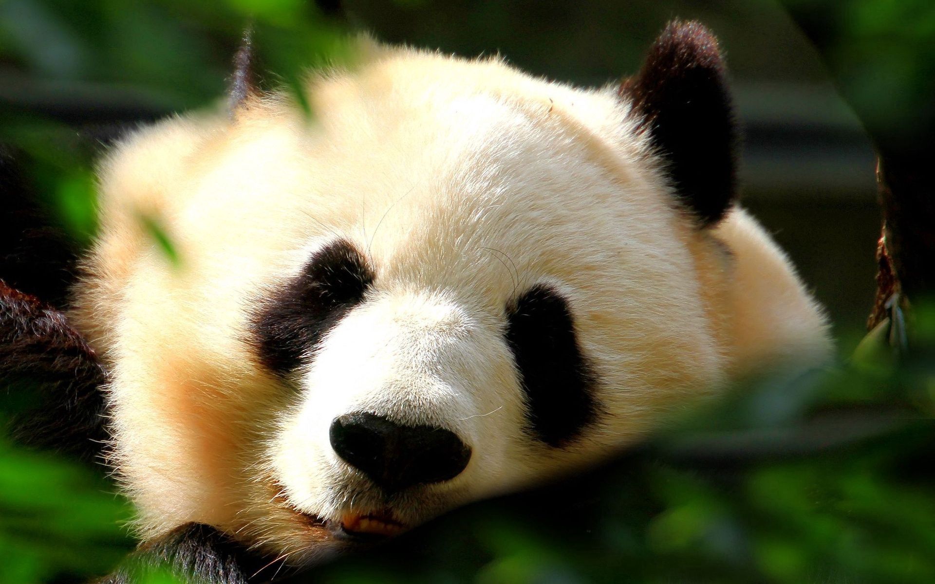 Free download wallpaper Animals, Shine, Light, Muzzle, Nice, Sweetheart, Panda on your PC desktop