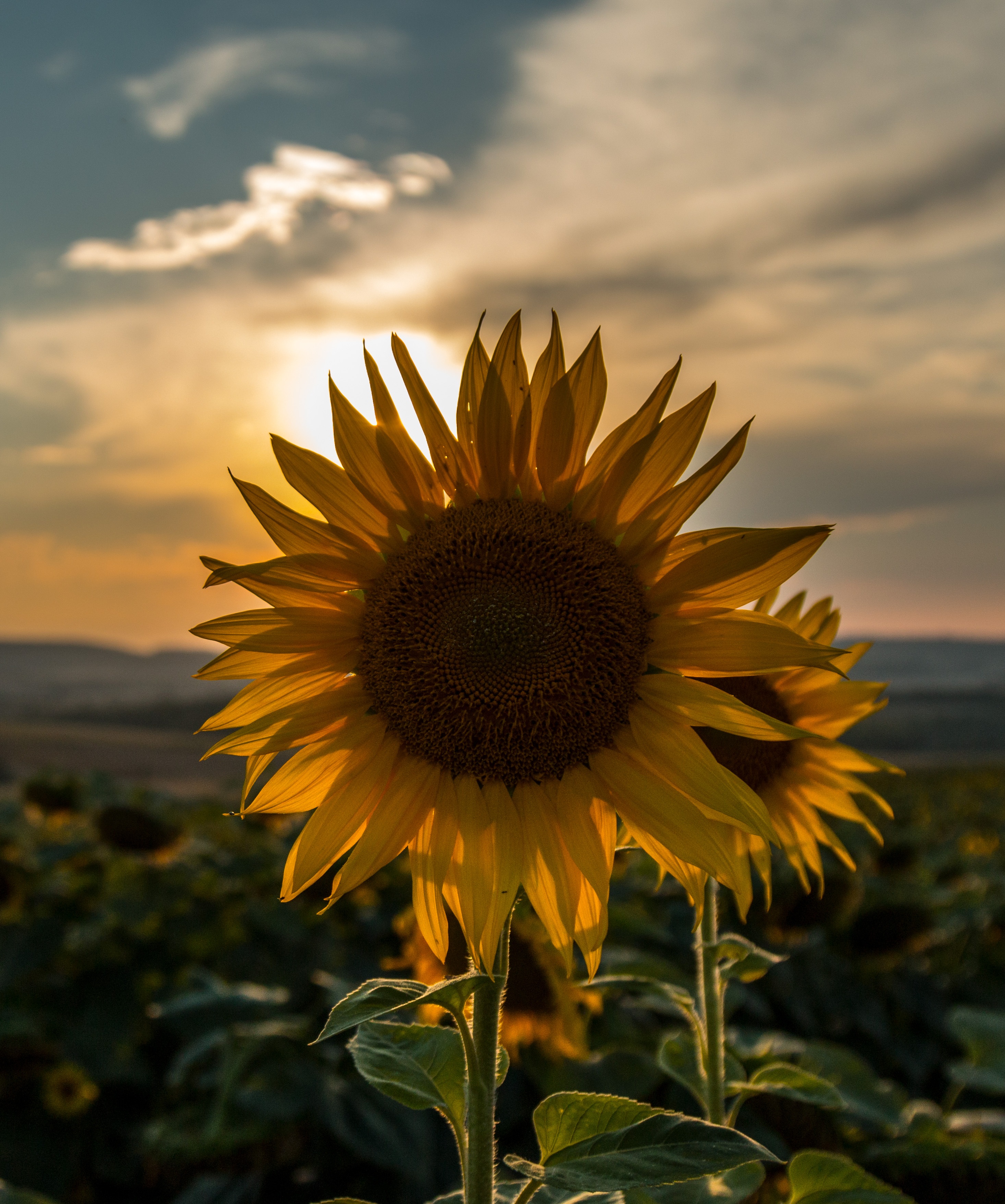 Download mobile wallpaper Sky, Field, Nature, Sunset, Summer, Sunflower for free.