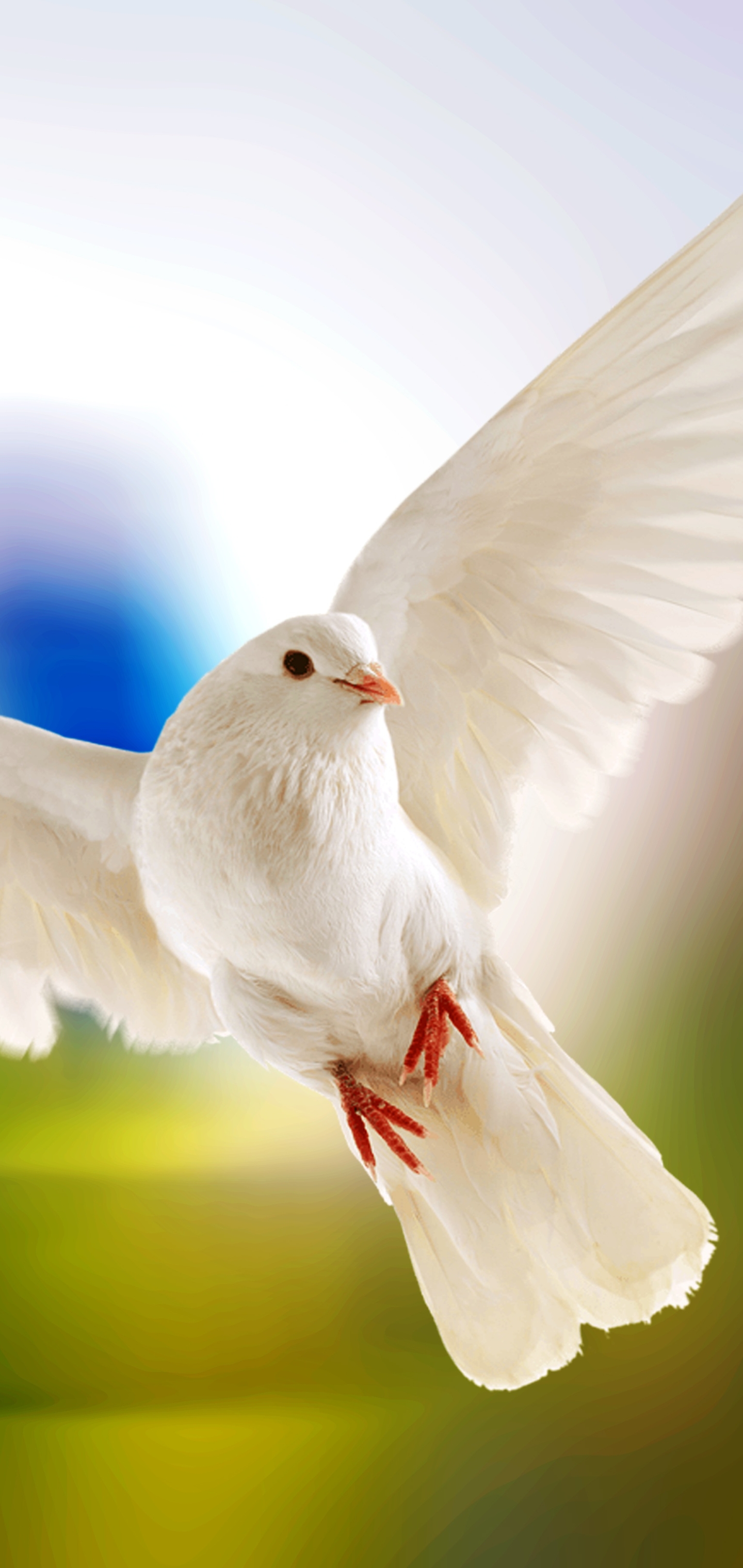 Téléchargez gratuitement l'image Animaux, Oiseau, Colombe, Des Oiseaux sur le bureau de votre PC