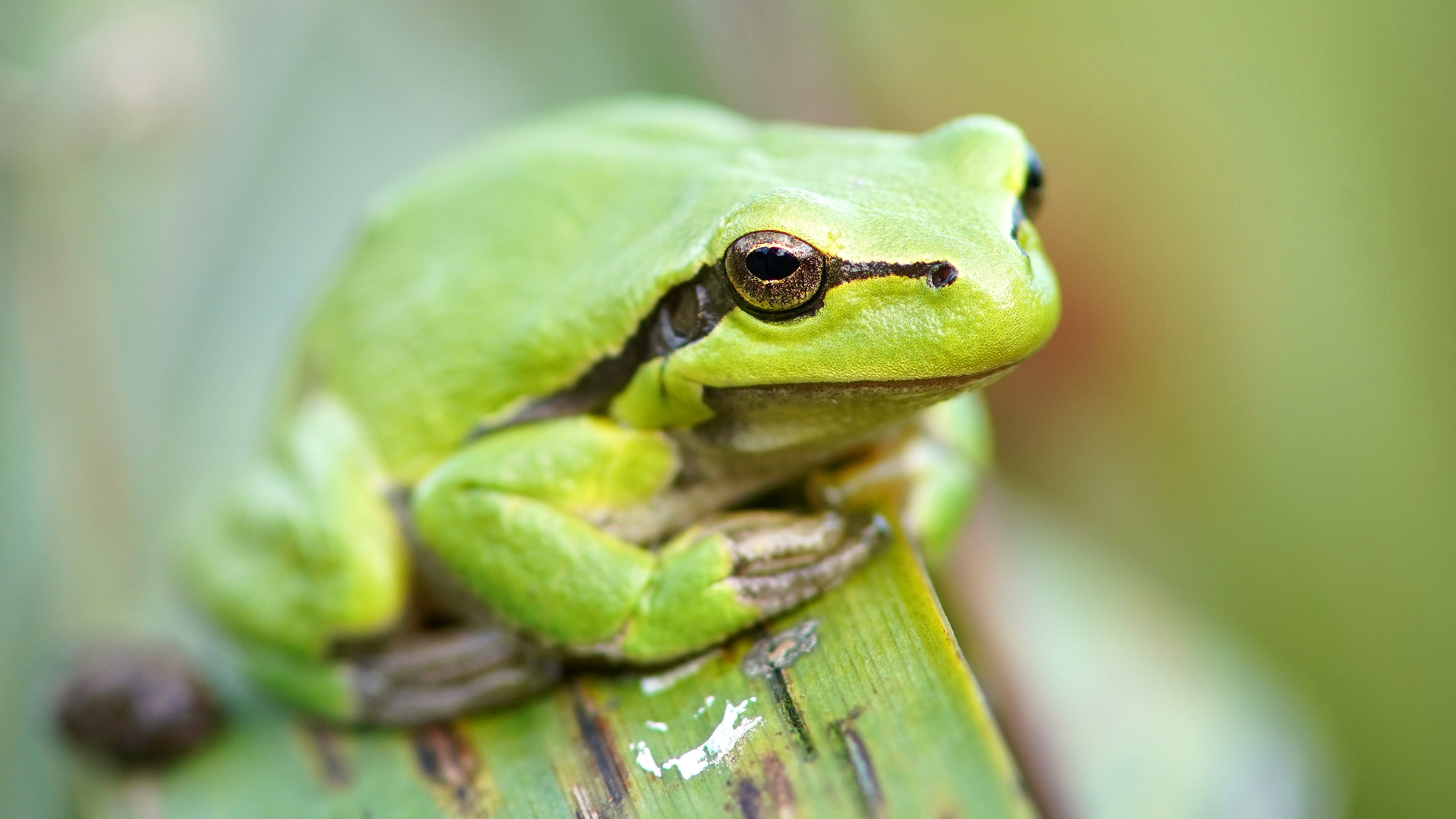 Free download wallpaper Frogs, Macro, Animal, Frog, Amphibian on your PC desktop