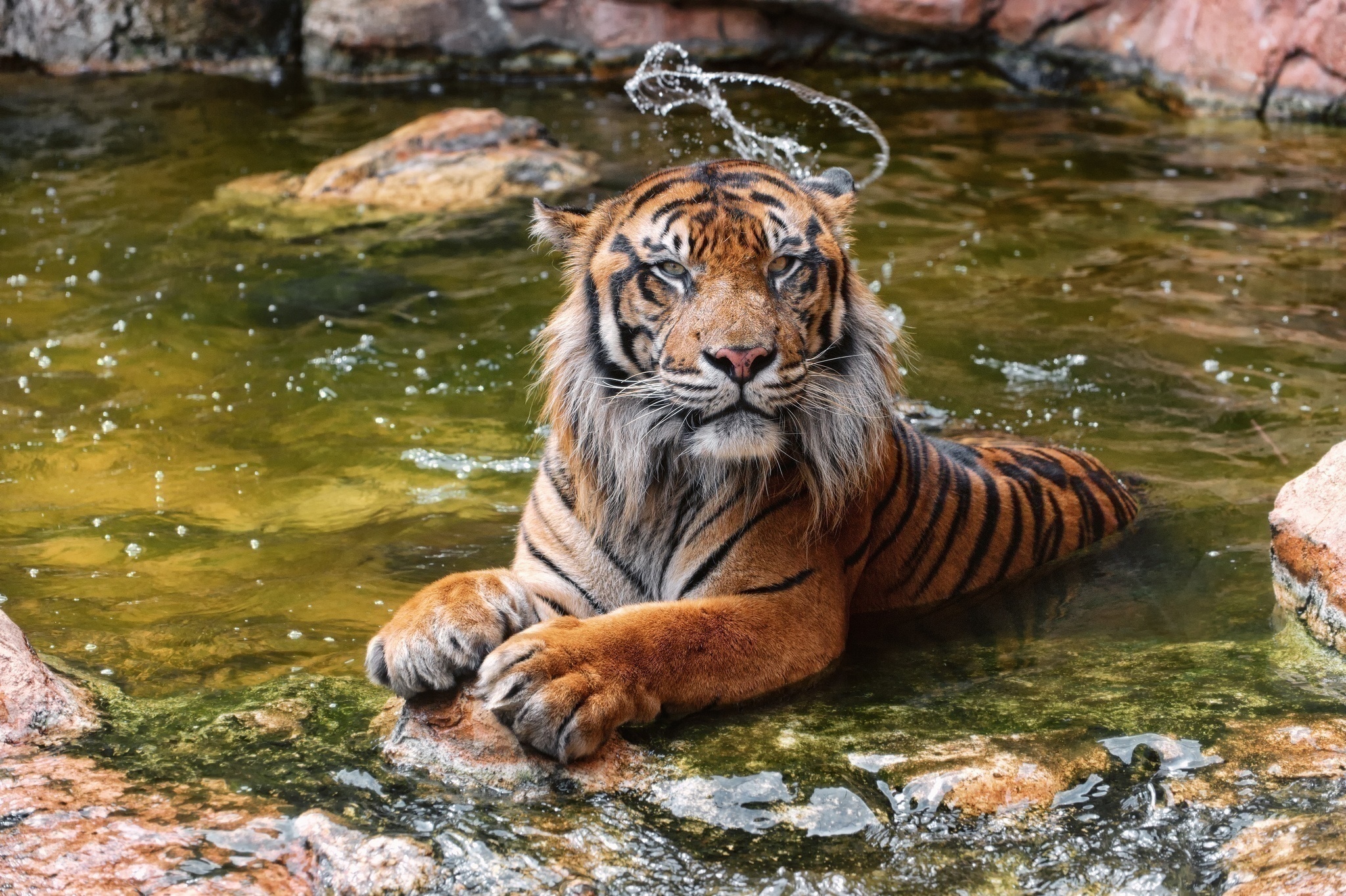 Скачати мобільні шпалери Вода, Тигр, Тварина, Коти безкоштовно.