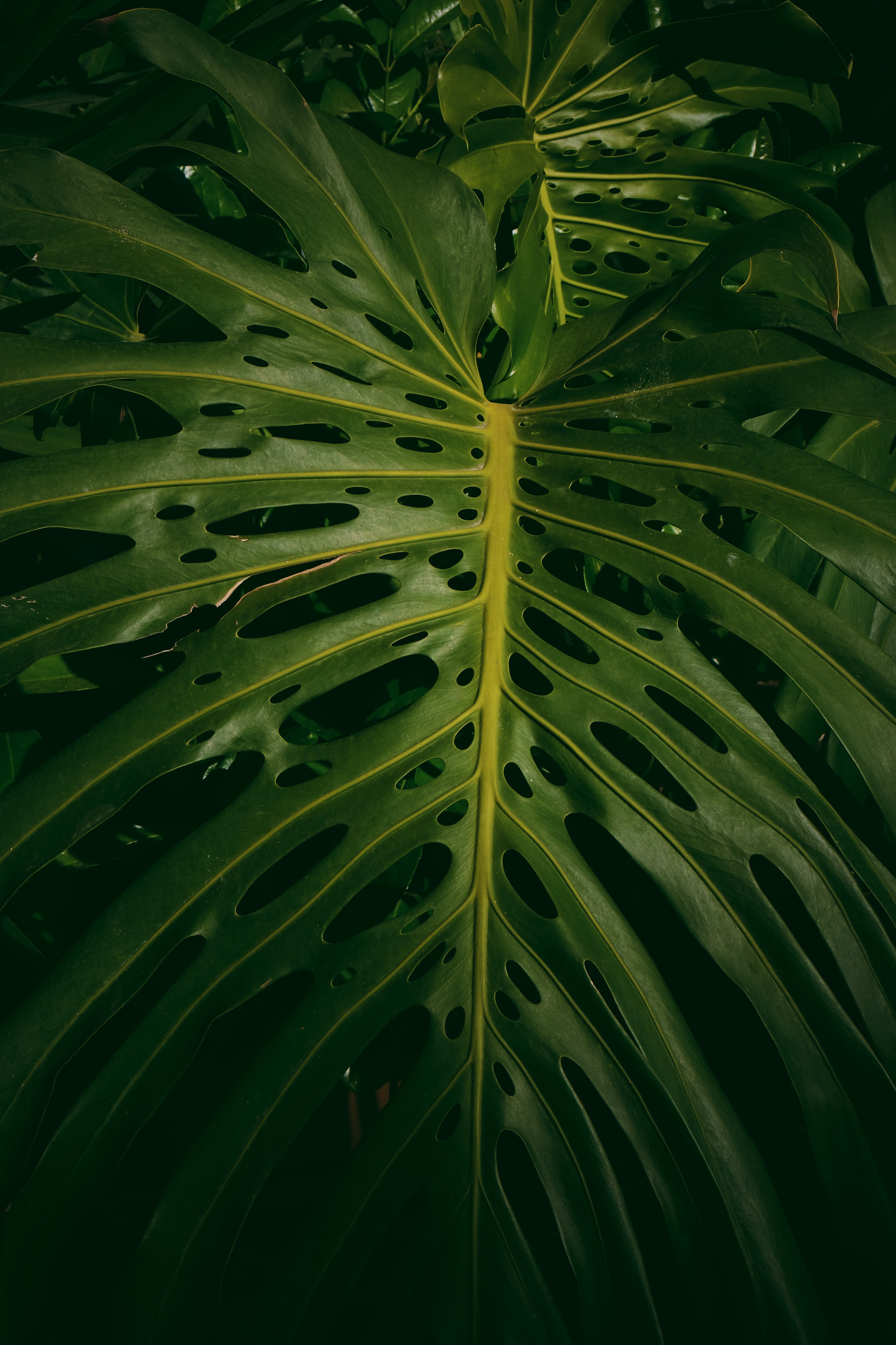 118460 descargar imagen naturaleza, hojas, verde, planta, monstera: fondos de pantalla y protectores de pantalla gratis