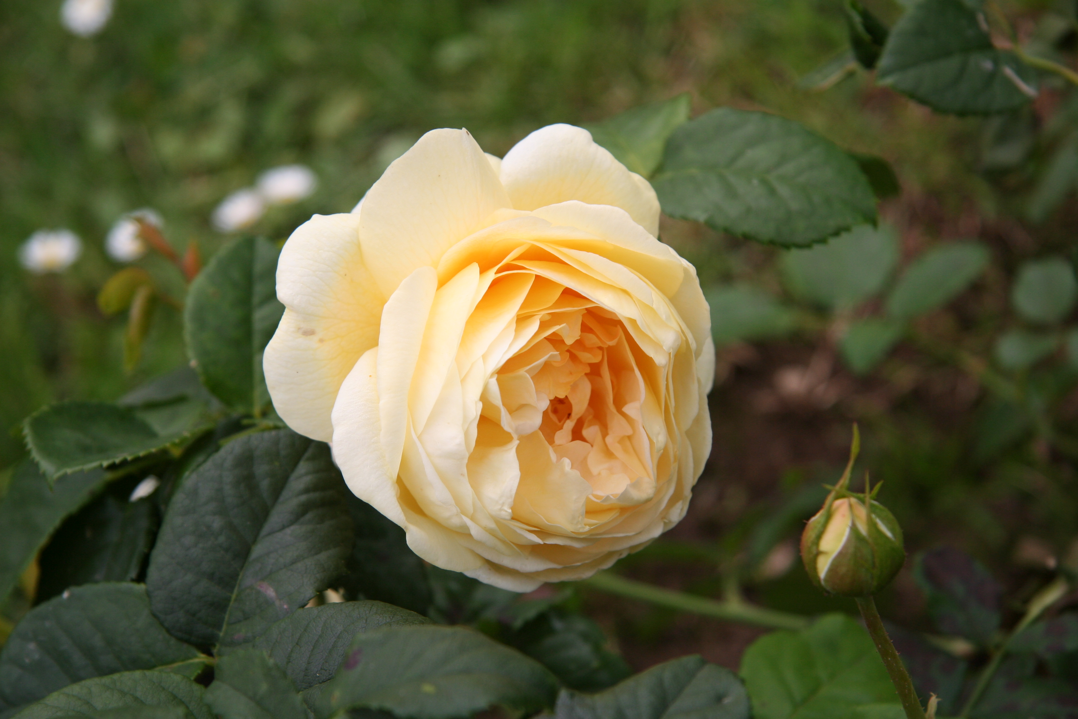 Descarga gratuita de fondo de pantalla para móvil de Flores, Rosa, Tierra/naturaleza.