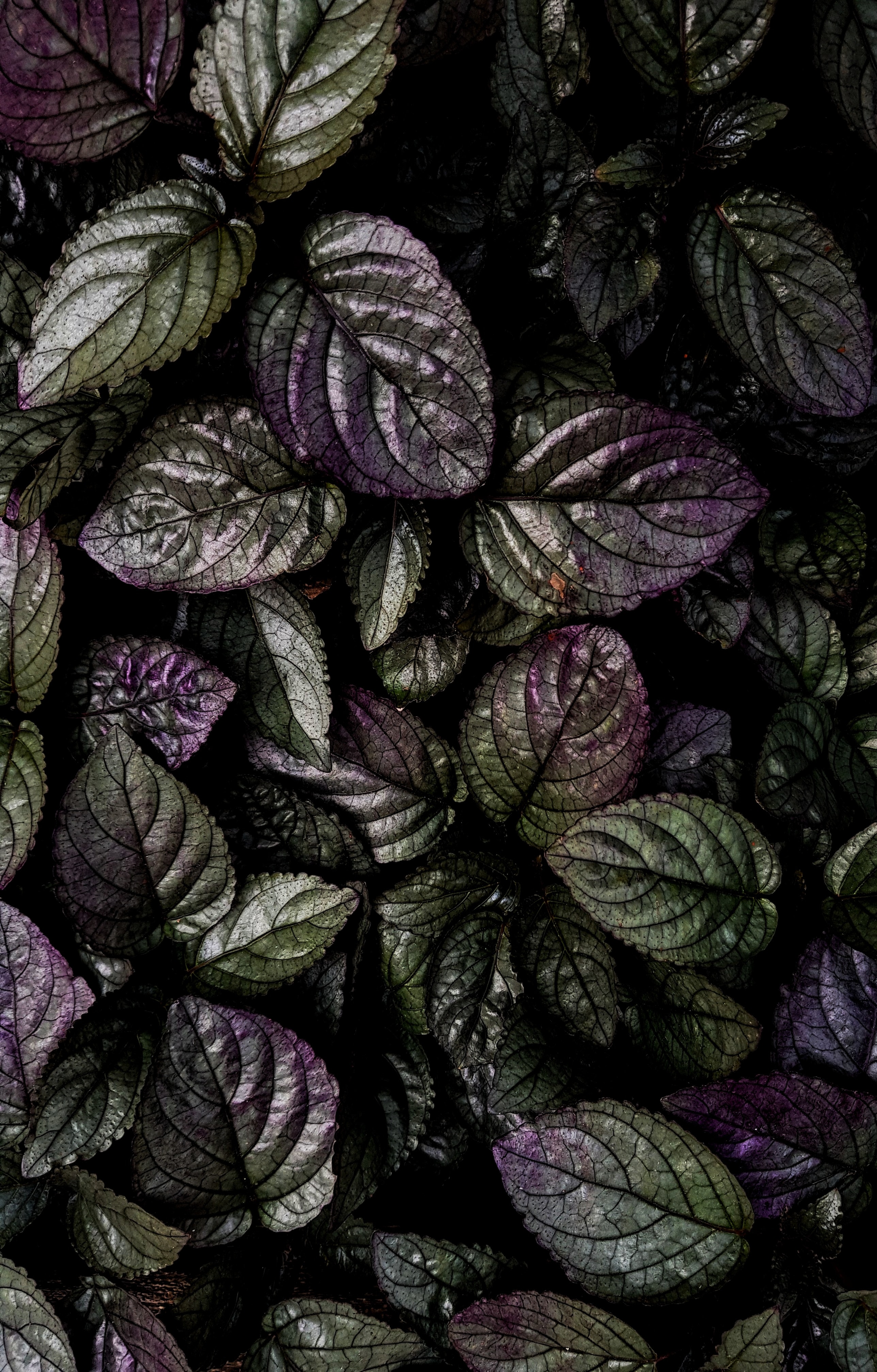 Download mobile wallpaper Macro, Leaves, Plant, Violet, Purple for free.