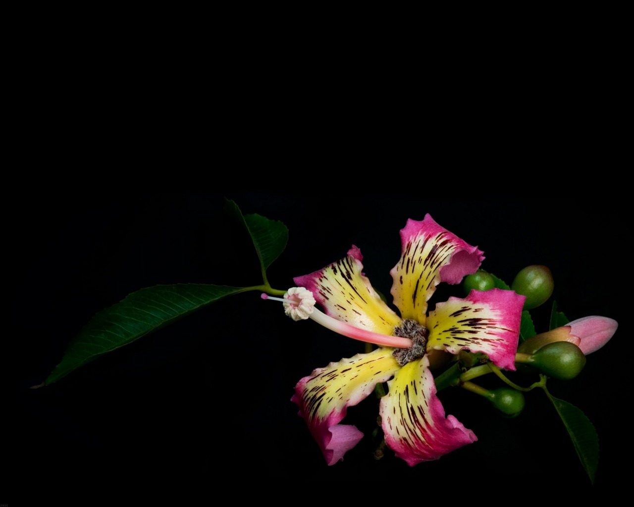 Téléchargez gratuitement l'image Fleur, Terre/nature sur le bureau de votre PC